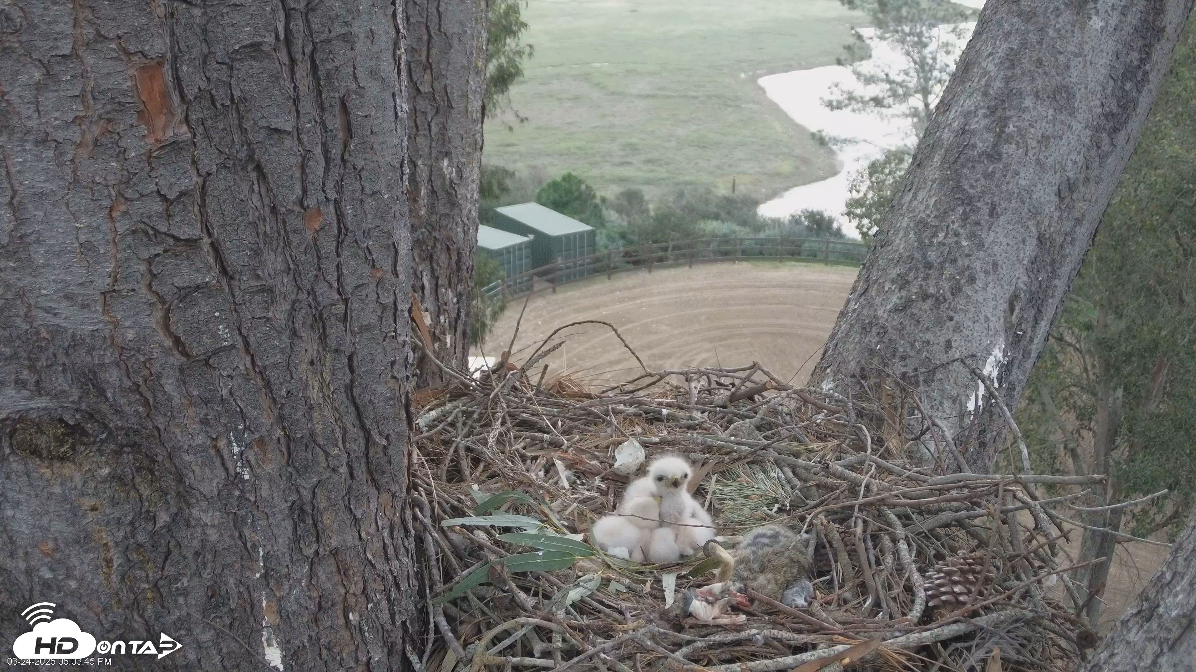 Snapshot of Red-Tailed Hawk Live Webcam taken Mar 24, 2026, 7:06pm PDT