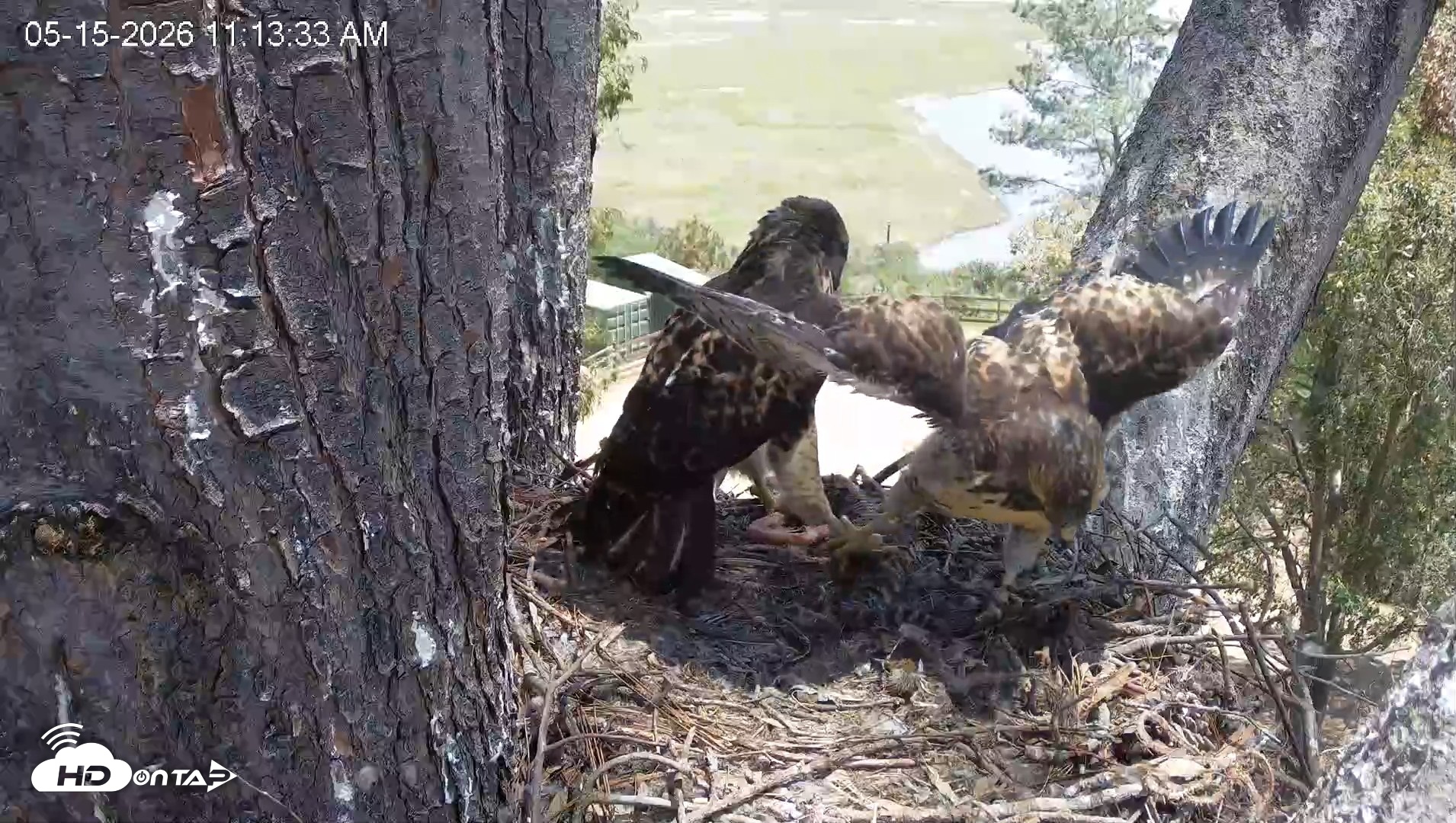 Snapshot of Red-Tailed Hawk Live Webcam taken May 15, 2026, 12:17pm PDT