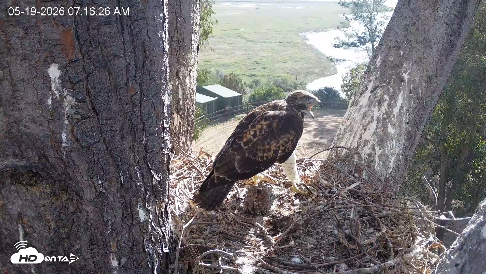 Snapshot of Red-Tailed Hawk Live Webcam taken May 19, 2026, 8:17am PDT
