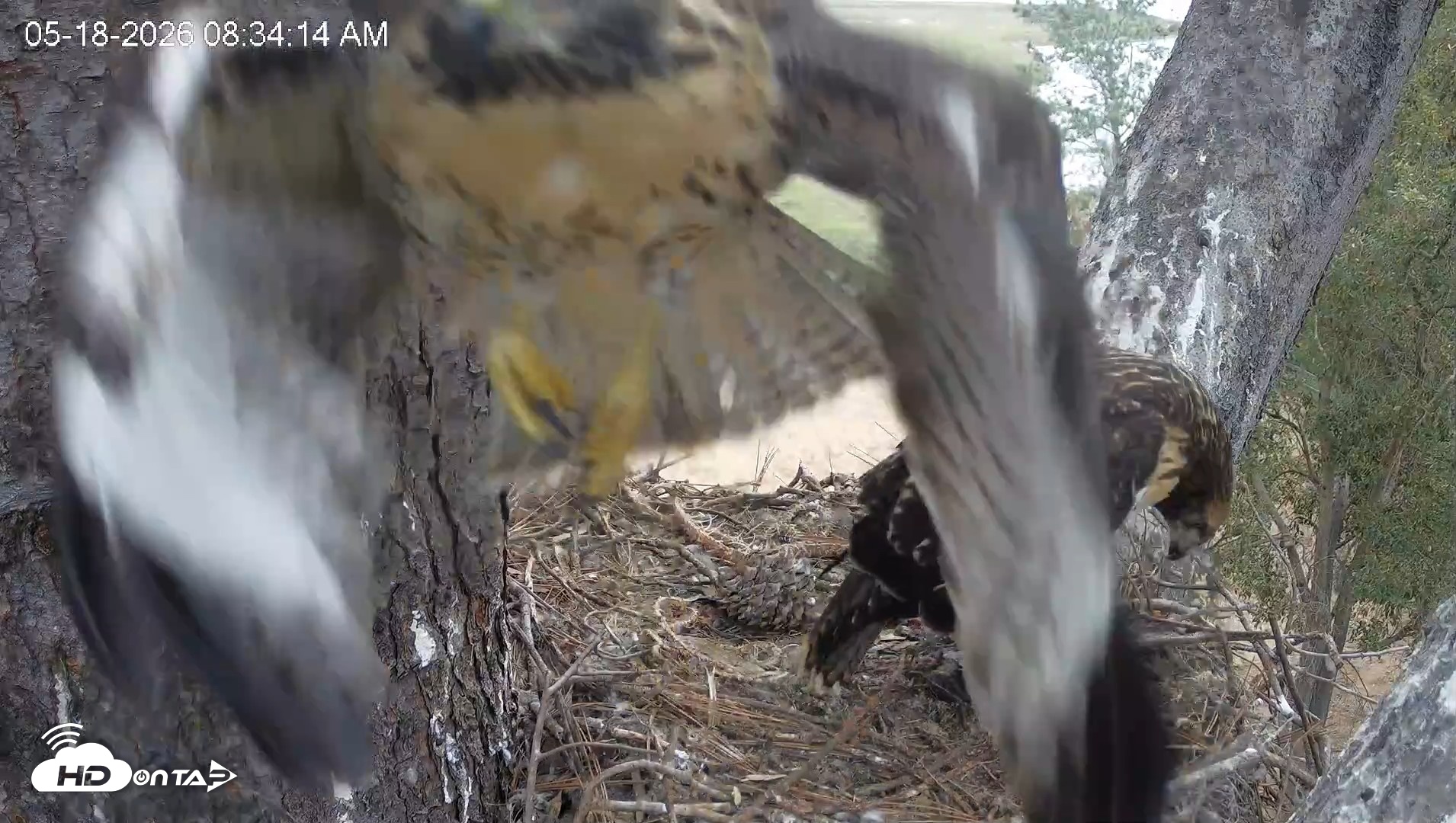 Snapshot of Red-Tailed Hawk Live Webcam taken May 18, 2026, 9:37am PDT