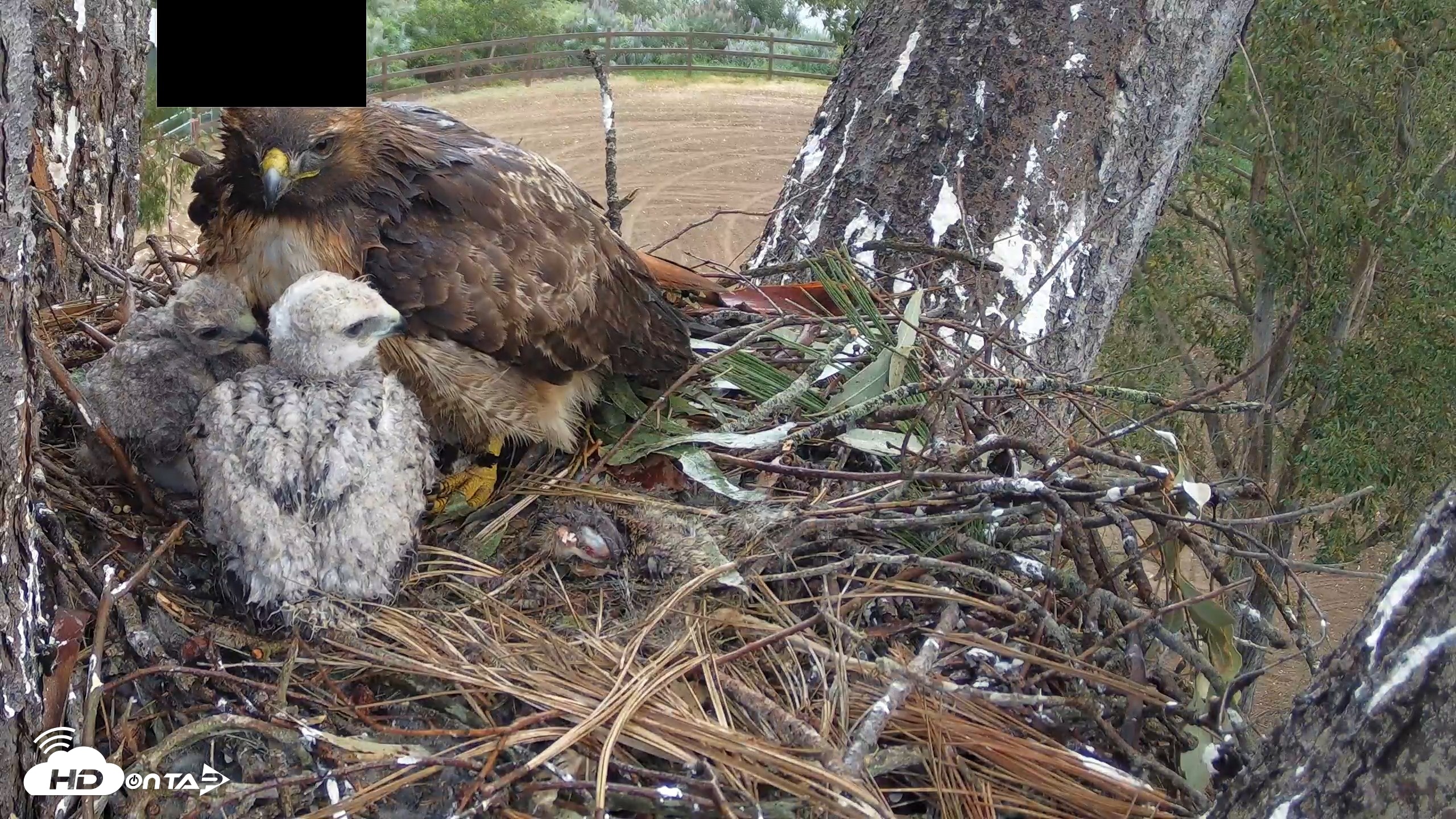Snapshot of Red-Tailed Hawk Live Webcam taken Apr 11, 2026, 7:29am PDT