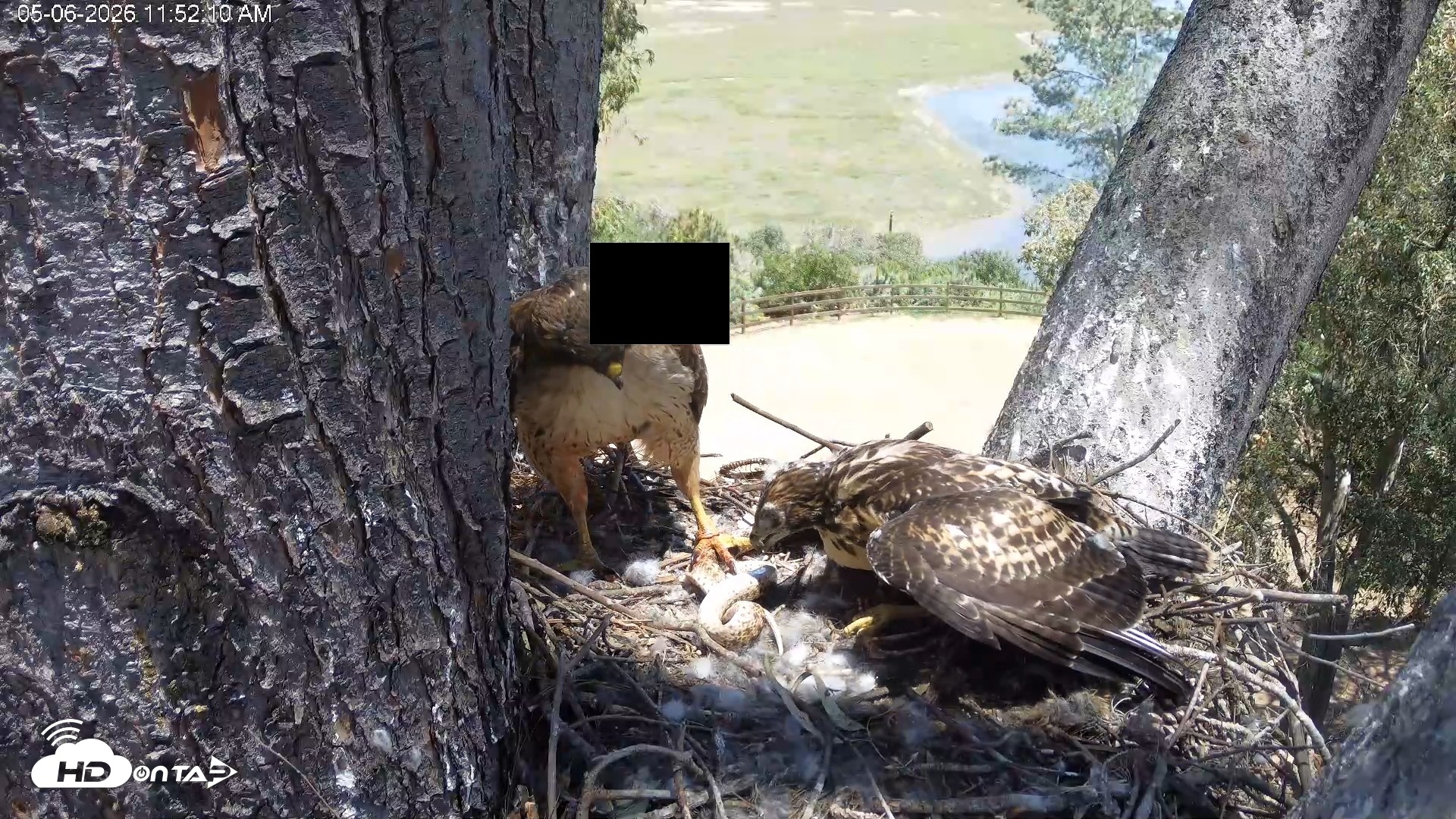 Snapshot of Red-Tailed Hawk Live Webcam taken May 6, 2026, 12:53pm PDT