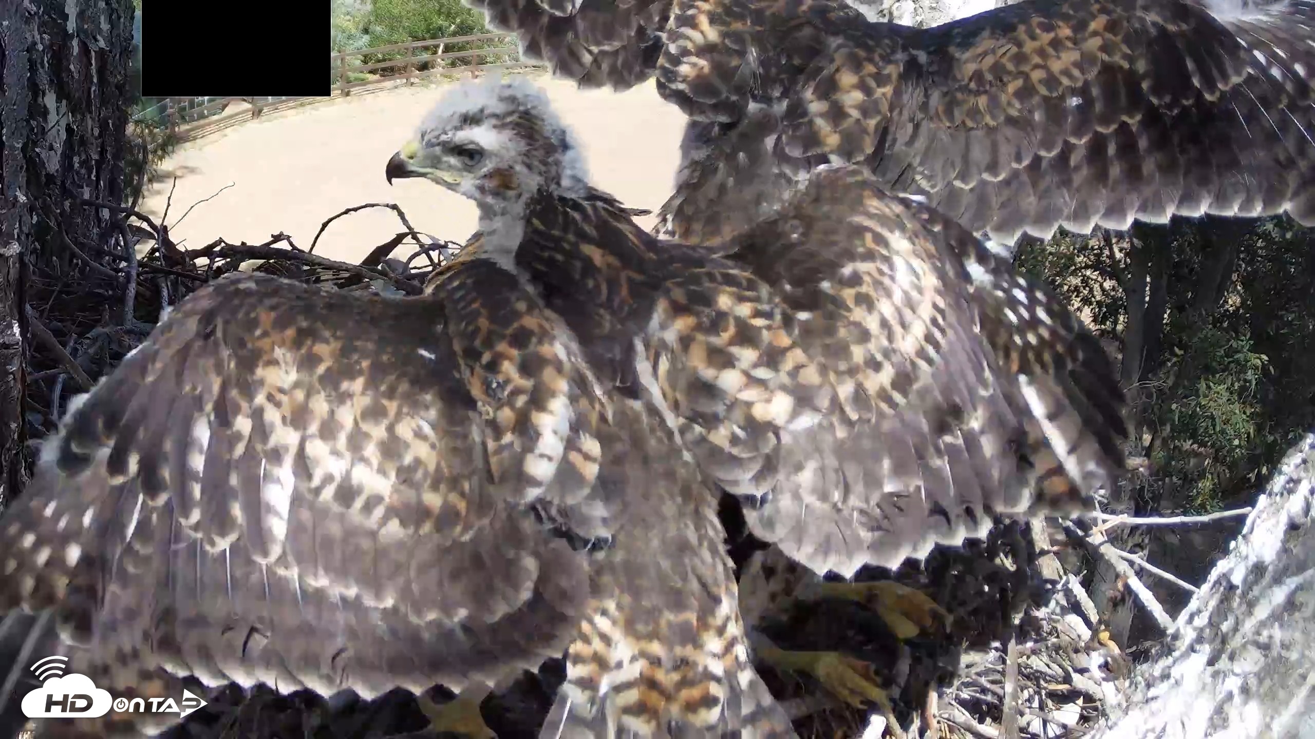 Snapshot of Red-Tailed Hawk Live Webcam taken Apr 26, 2026, 2:49pm PDT