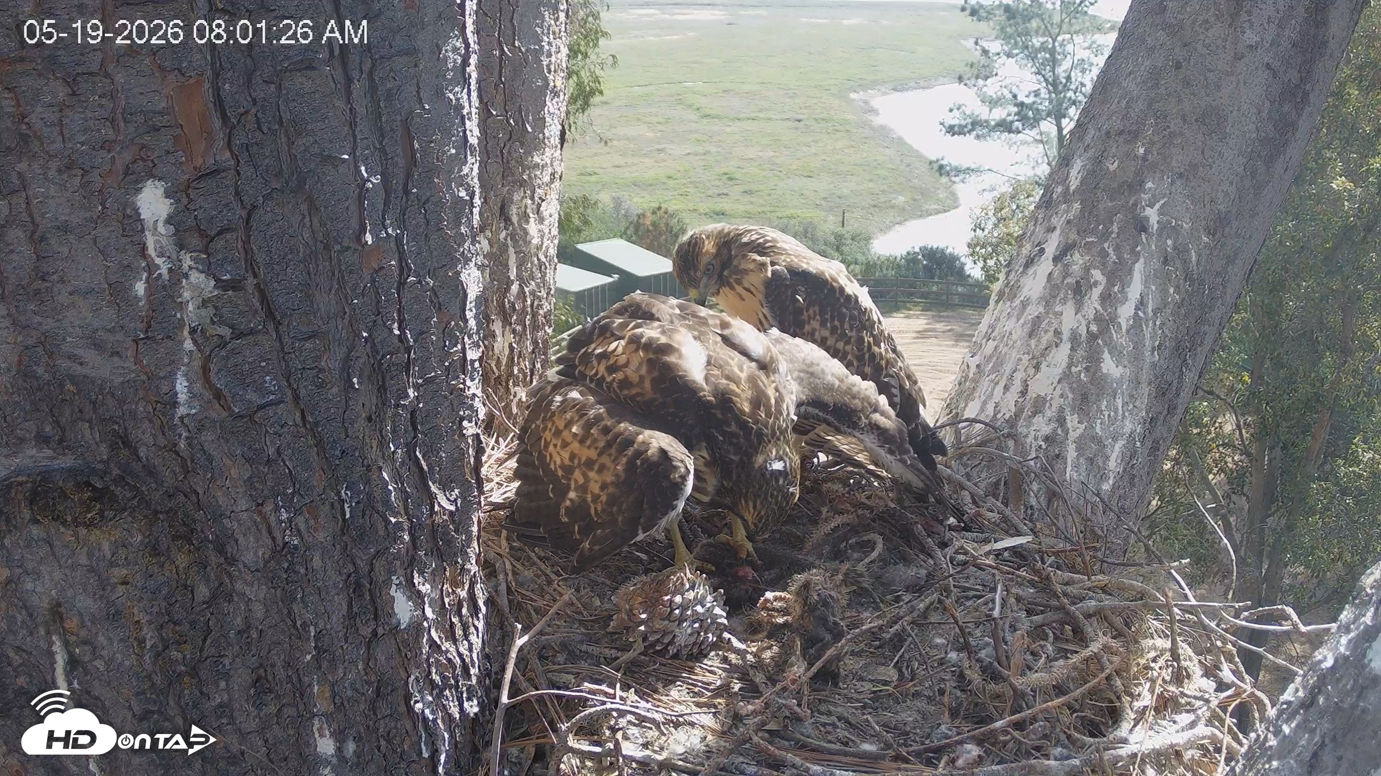 Snapshot of Red-Tailed Hawk Live Webcam taken May 19, 2026, 9:02am PDT