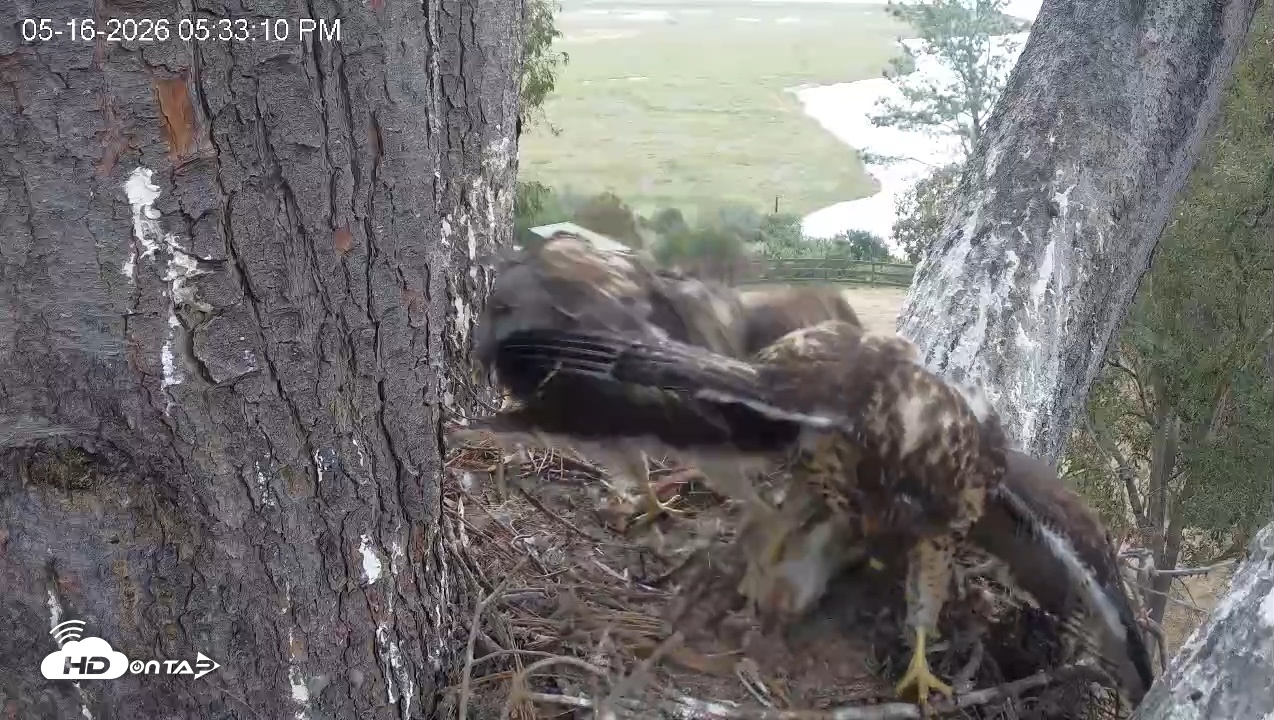 Snapshot of Red-Tailed Hawk Live Webcam taken May 16, 2026, 6:36pm PDT