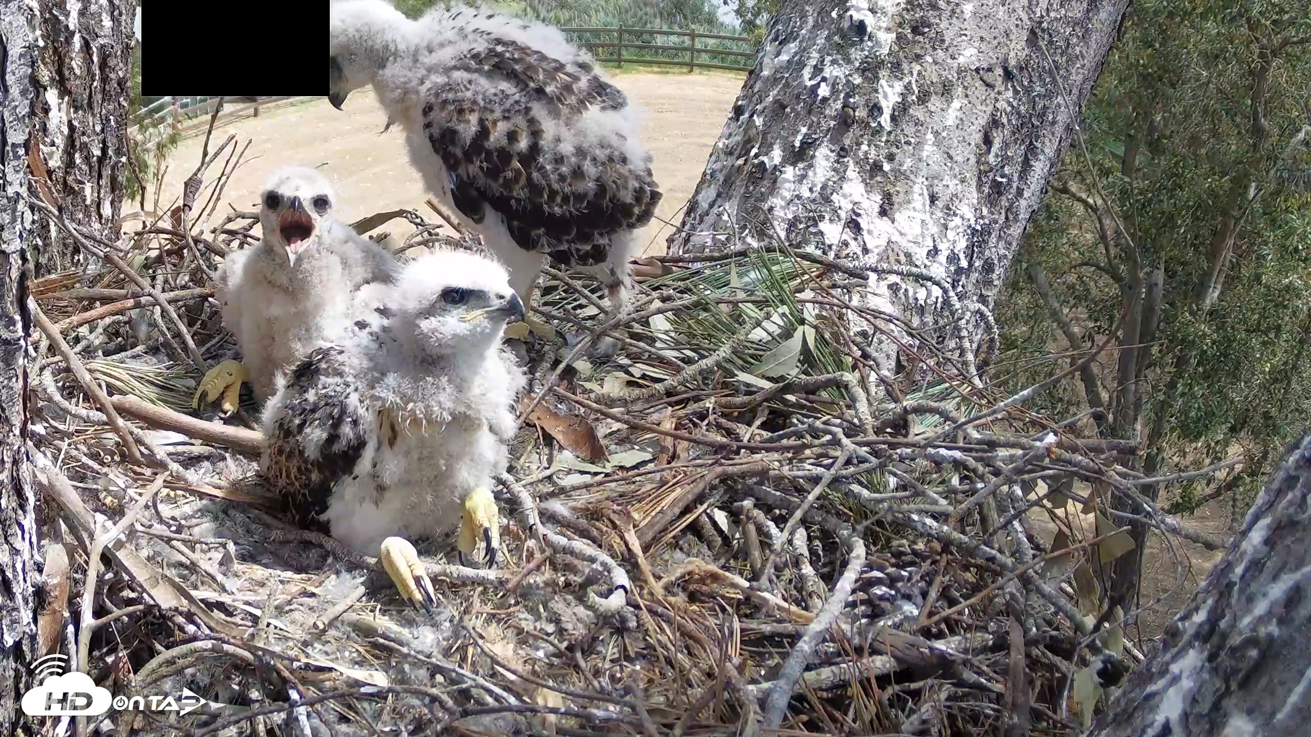 Snapshot of Red-Tailed Hawk Live Webcam taken Apr 16, 2026, 11:49am PDT