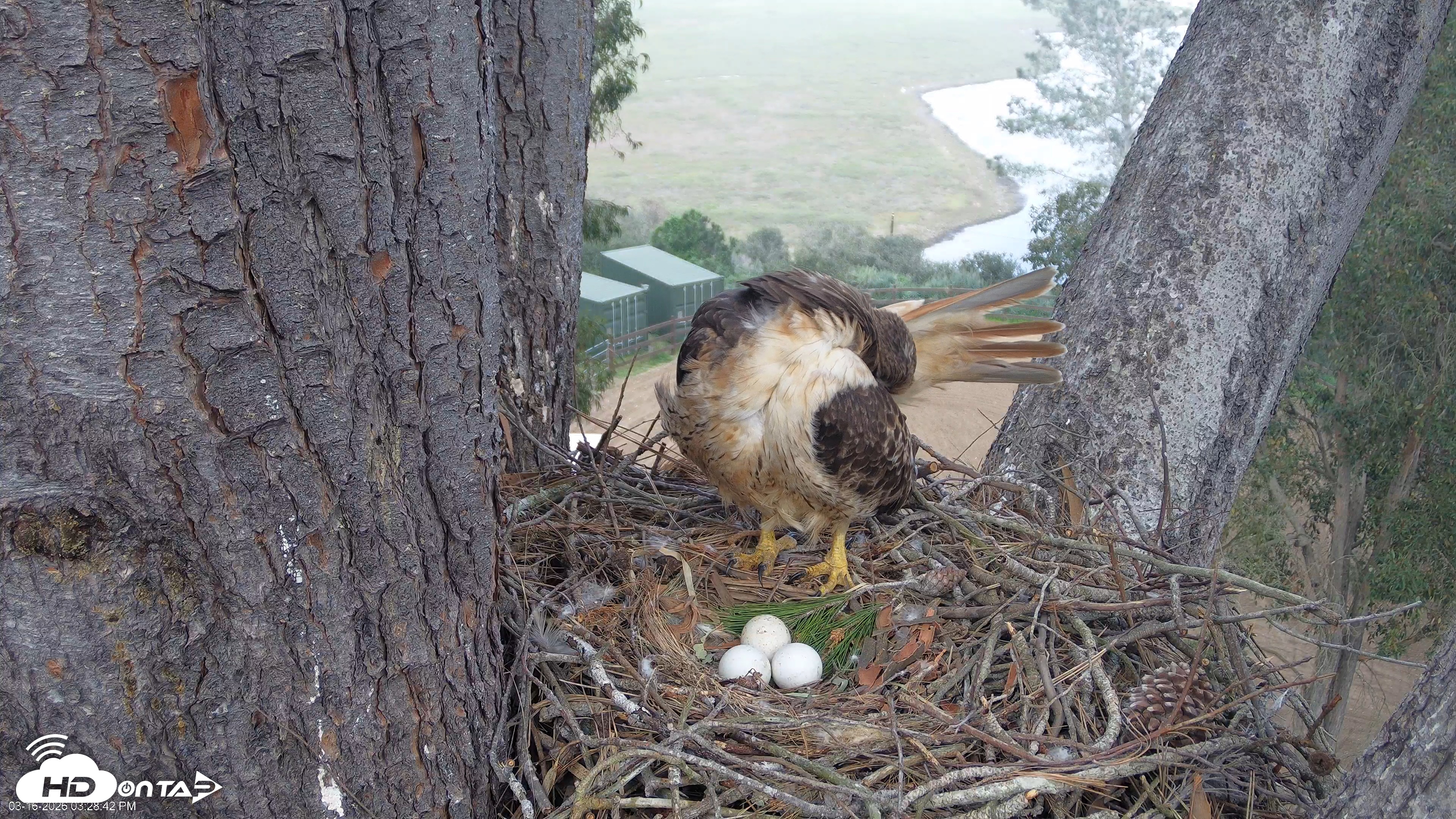 Snapshot of Red-Tailed Hawk Live Webcam taken Mar 16, 2026, 4:29pm PDT
