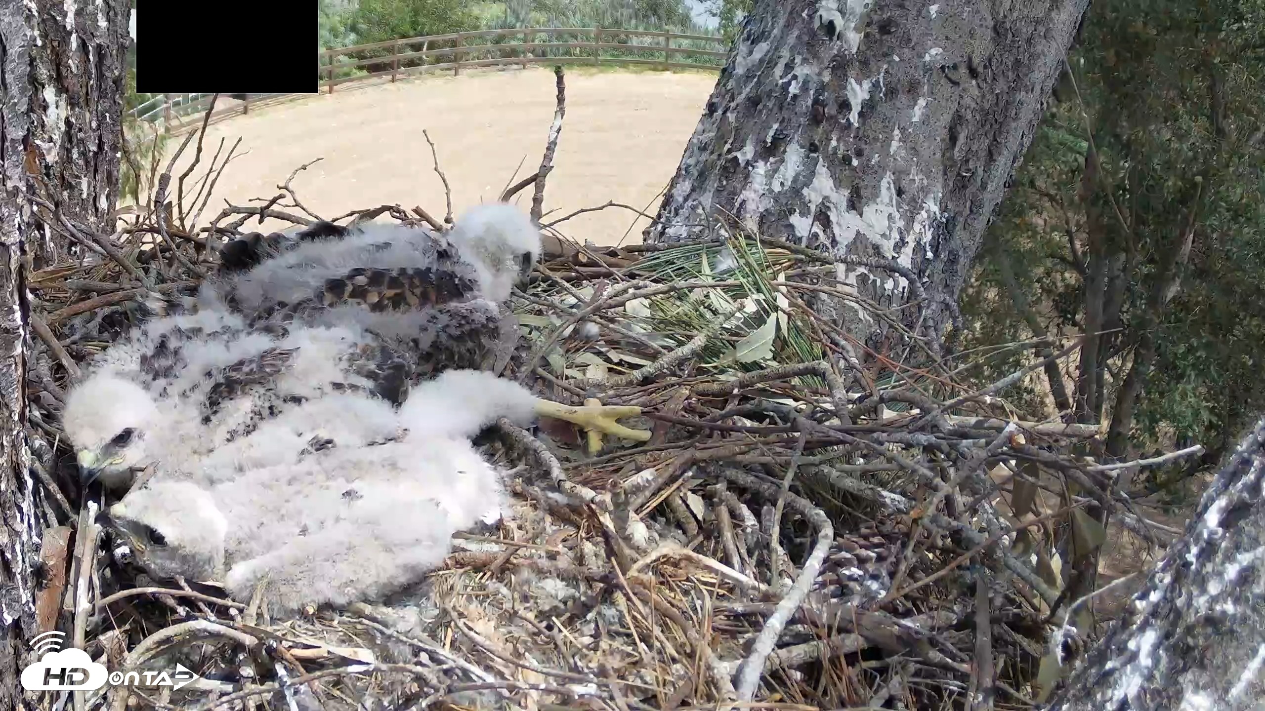 Snapshot of Red-Tailed Hawk Live Webcam taken Apr 16, 2026, 12:58pm PDT