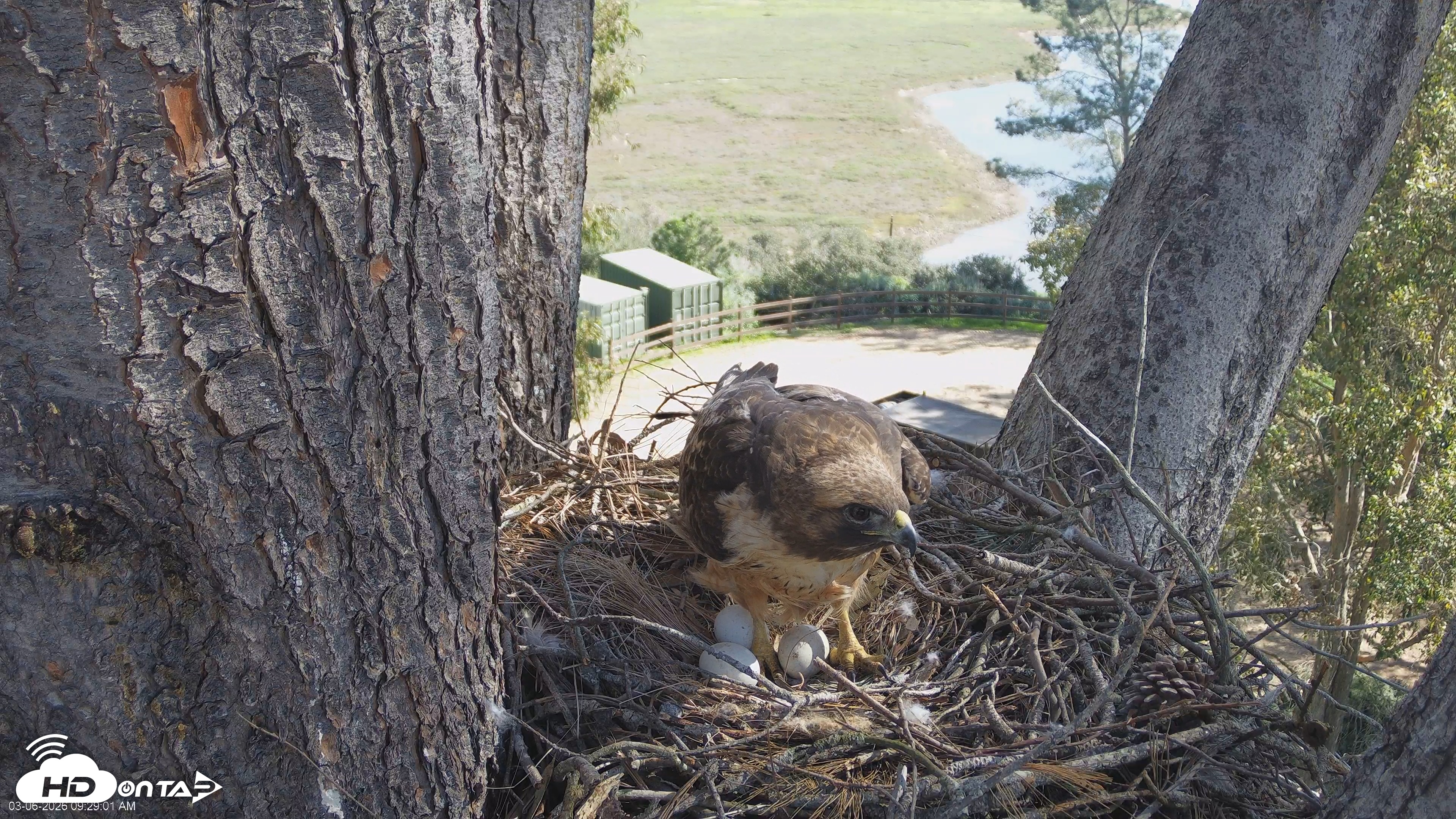 Snapshot of Red-Tailed Hawk Live Webcam taken Mar 6, 2026, 9:31am PST