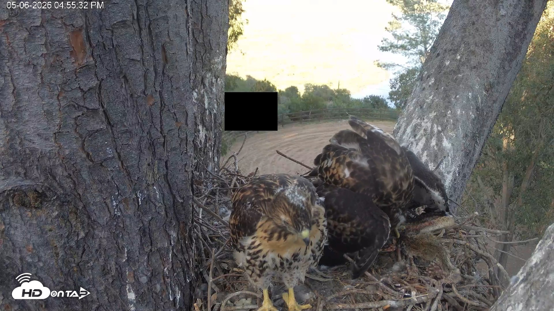 Snapshot of Red-Tailed Hawk Live Webcam taken May 6, 2026, 5:56pm PDT