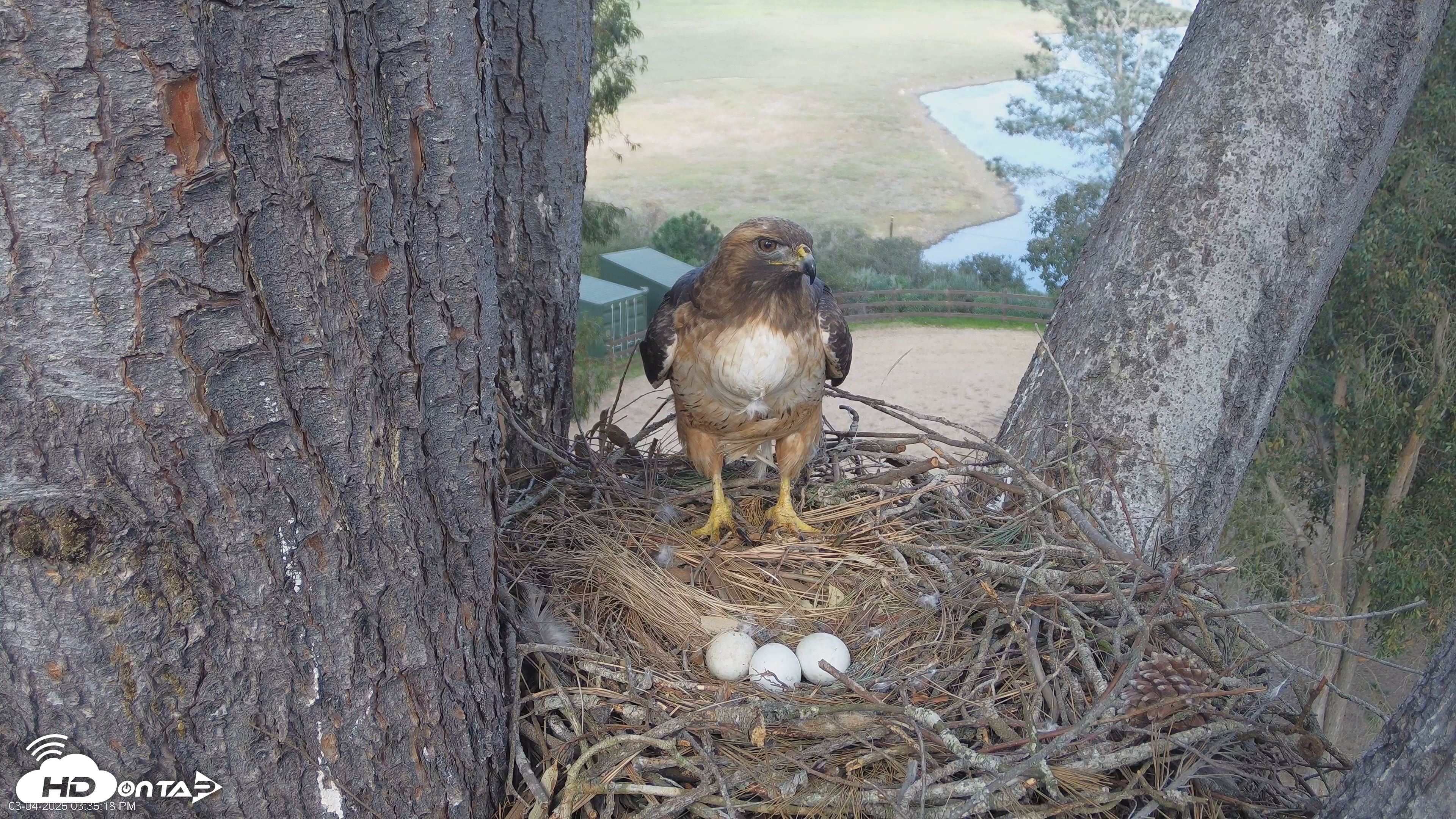 Snapshot of Red-Tailed Hawk Live Webcam taken Mar 4, 2026, 3:38pm PST