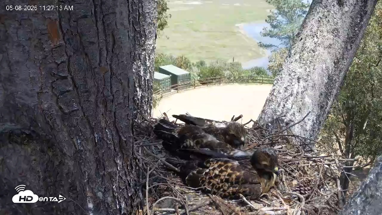 Snapshot of Red-Tailed Hawk Live Webcam taken May 8, 2026, 12:30pm PDT