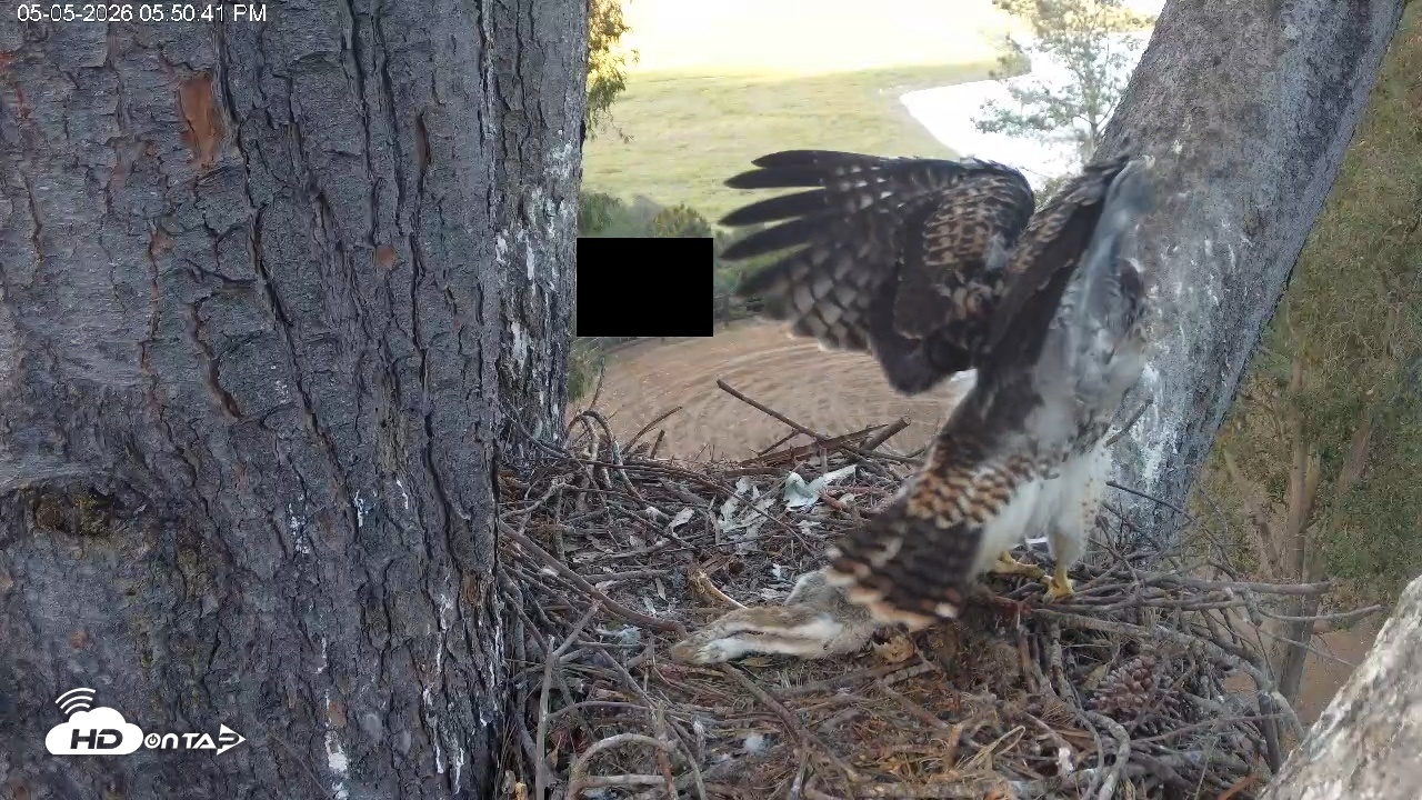 Snapshot of Red-Tailed Hawk Live Webcam taken May 5, 2026, 6:51pm PDT