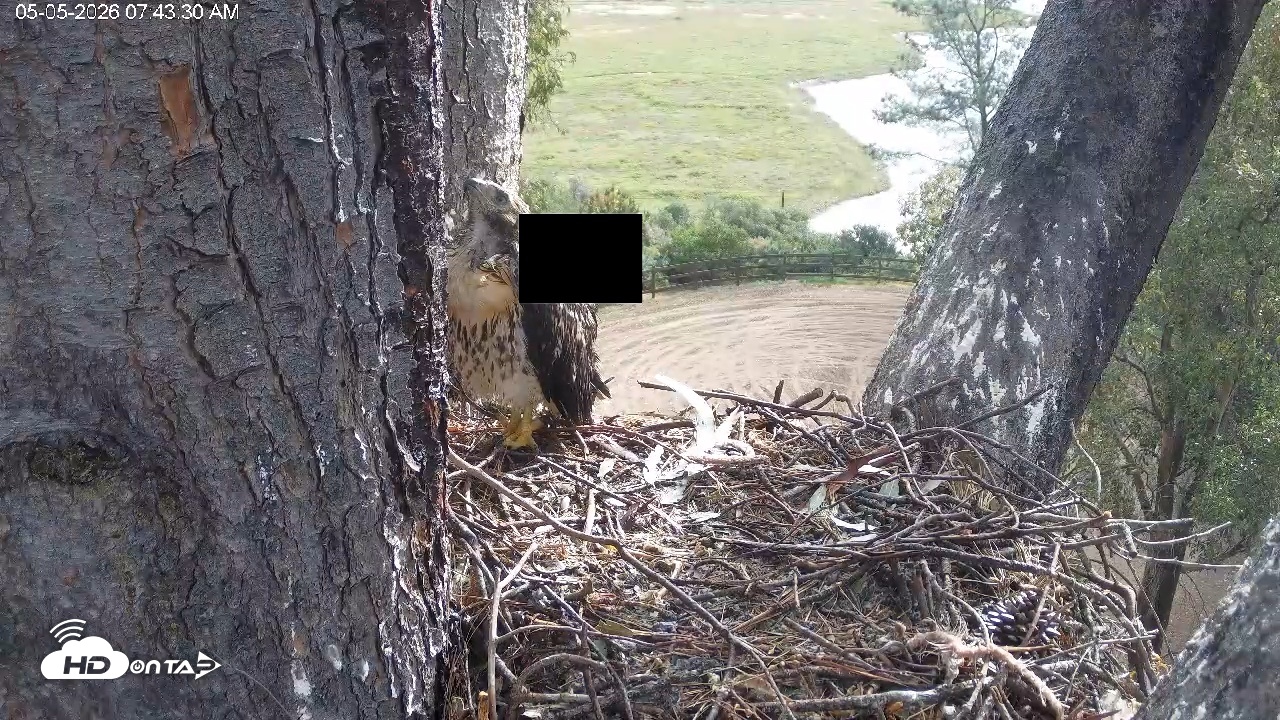 Snapshot of Red-Tailed Hawk Live Webcam taken May 5, 2026, 8:44am PDT