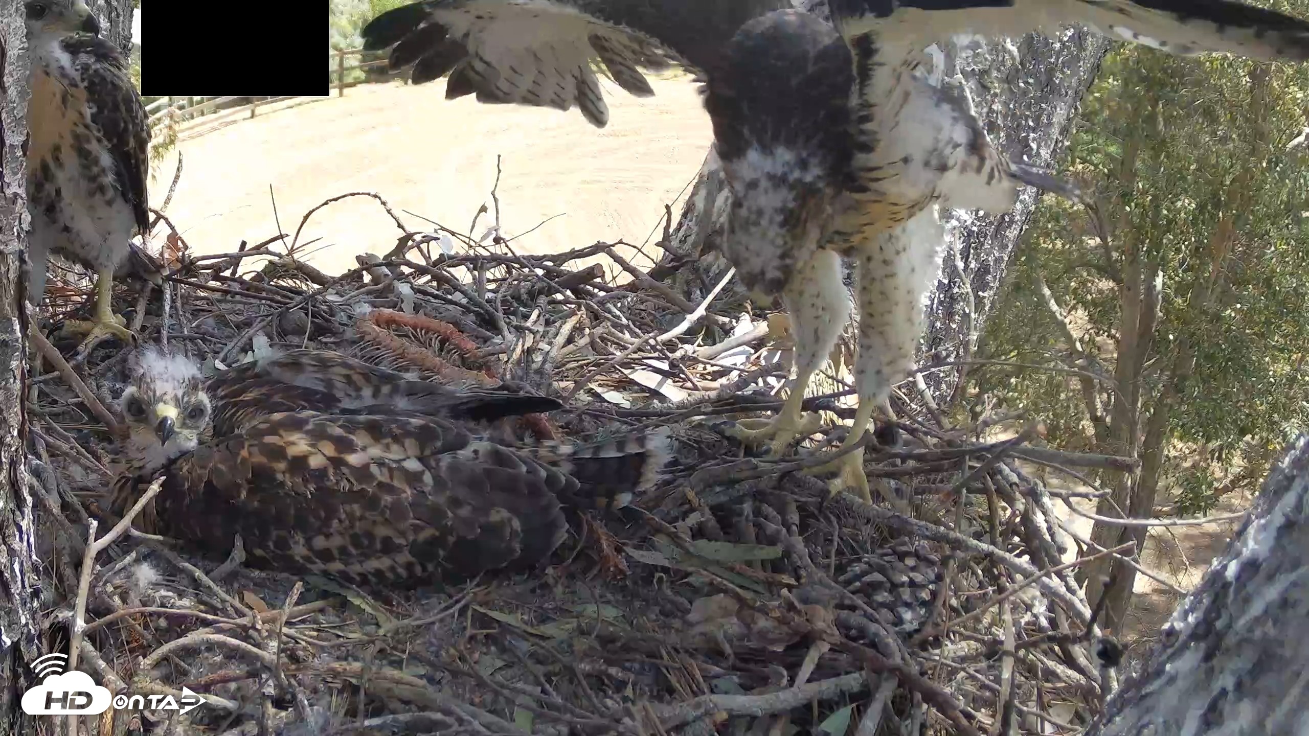 Snapshot of Red-Tailed Hawk Live Webcam taken Apr 28, 2026, 10:37am PDT