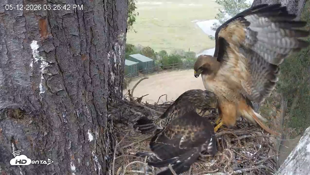 Snapshot of Red-Tailed Hawk Live Webcam taken May 12, 2026, 4:30pm PDT