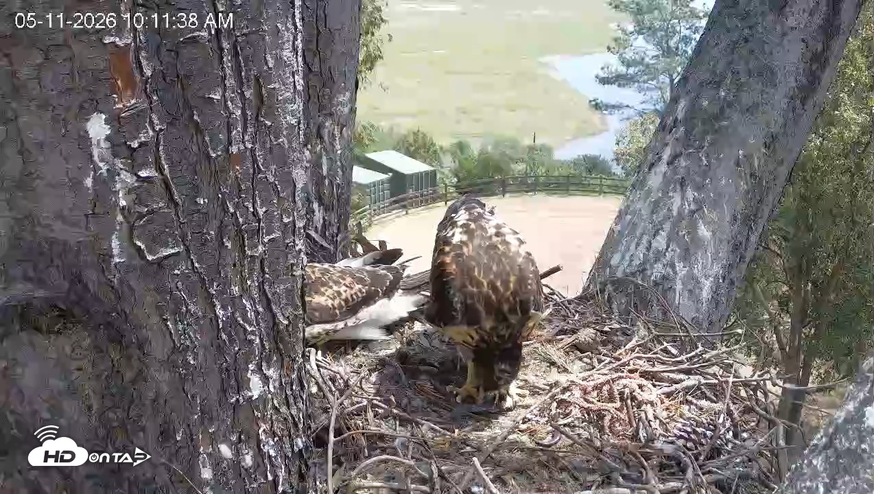 Snapshot of Red-Tailed Hawk Live Webcam taken May 11, 2026, 11:12am PDT