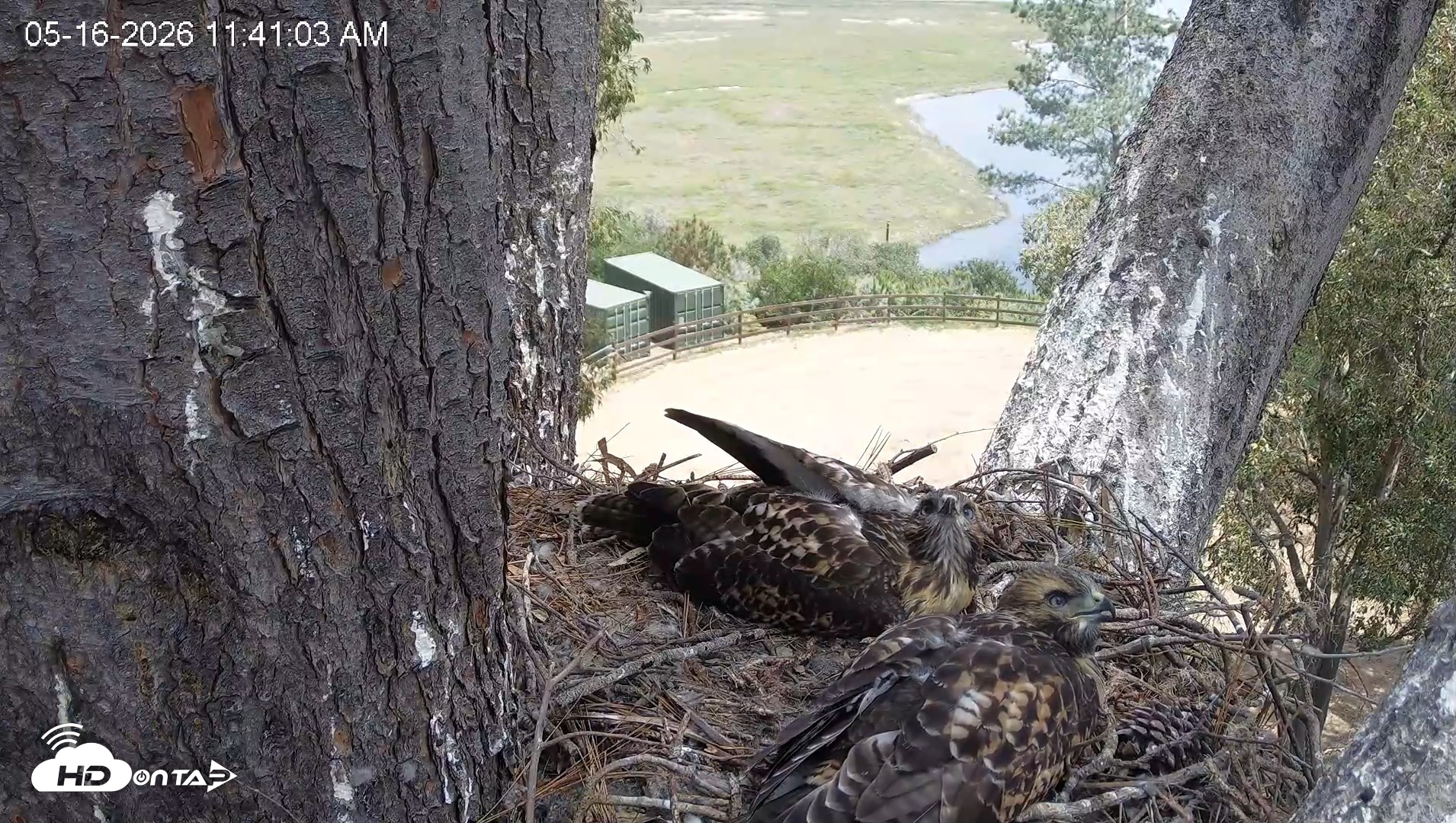 Snapshot of Red-Tailed Hawk Live Webcam taken May 16, 2026, 12:44pm PDT