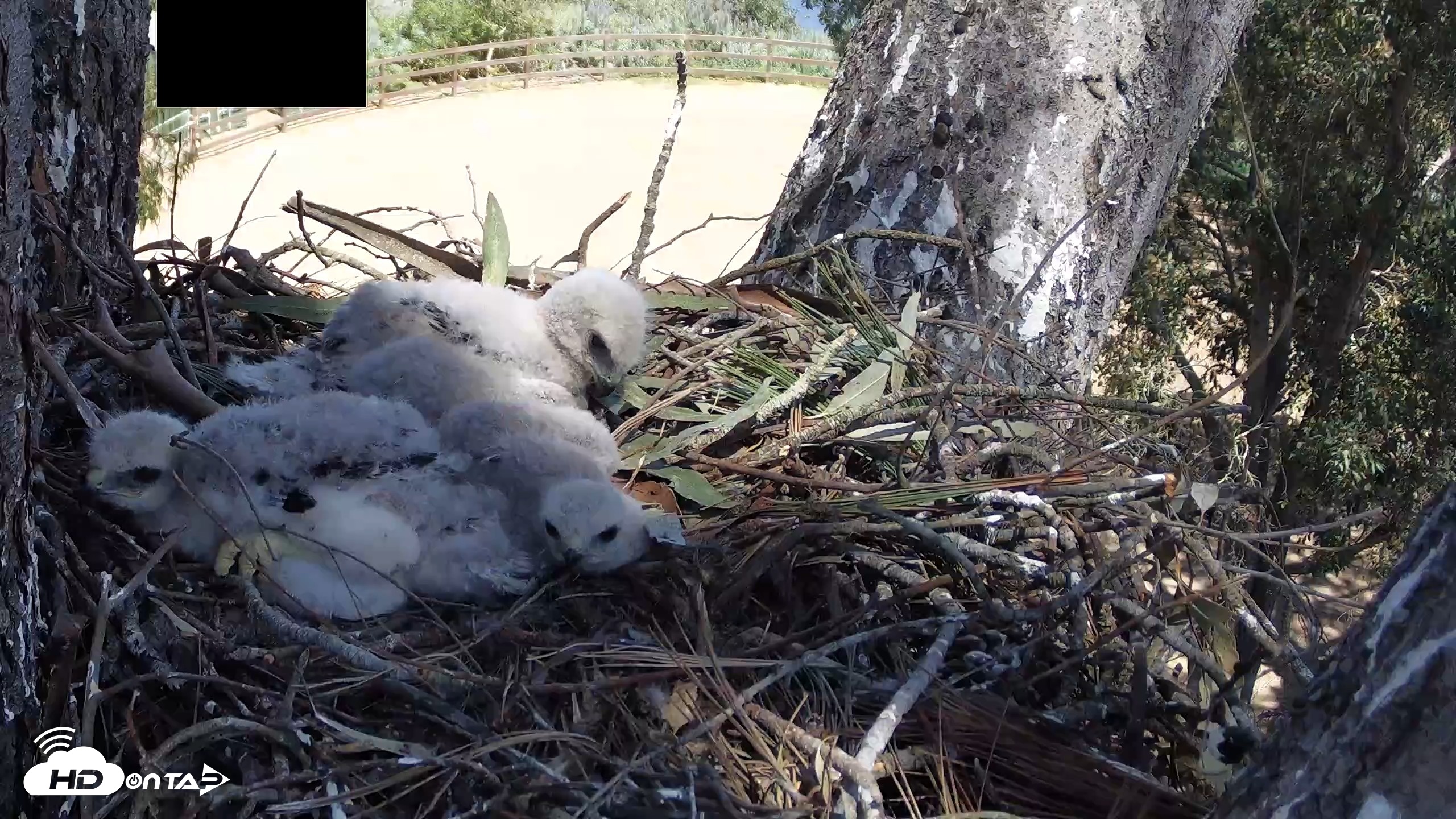 Snapshot of Red-Tailed Hawk Live Webcam taken Apr 11, 2026, 1:55pm PDT