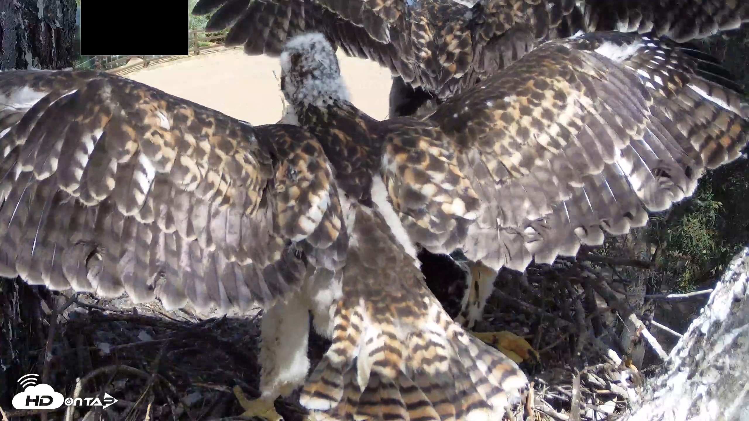 Snapshot of Red-Tailed Hawk Live Webcam taken Apr 26, 2026, 2:50pm PDT