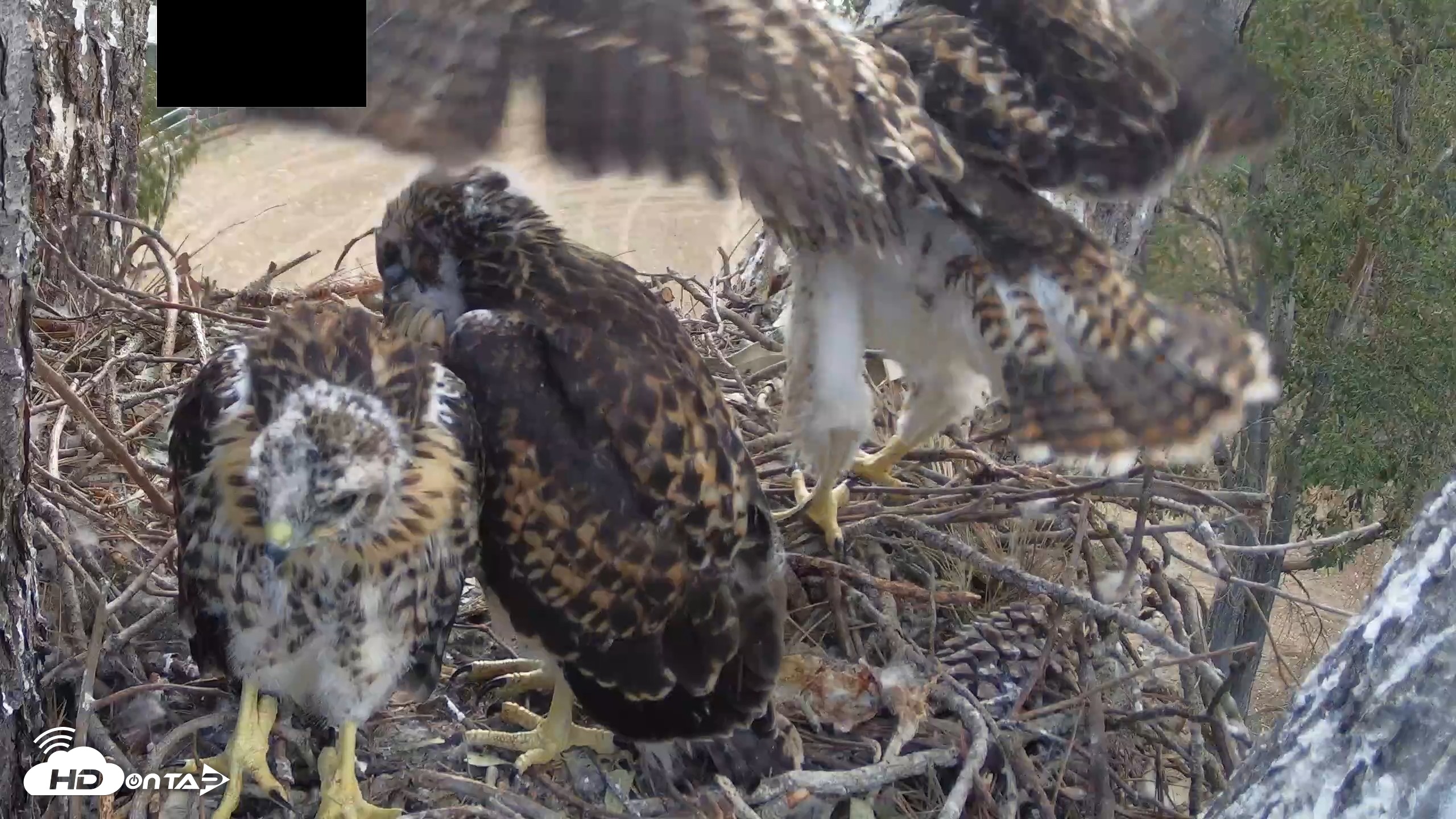 Snapshot of Red-Tailed Hawk Live Webcam taken Apr 30, 2026, 7:44am PDT