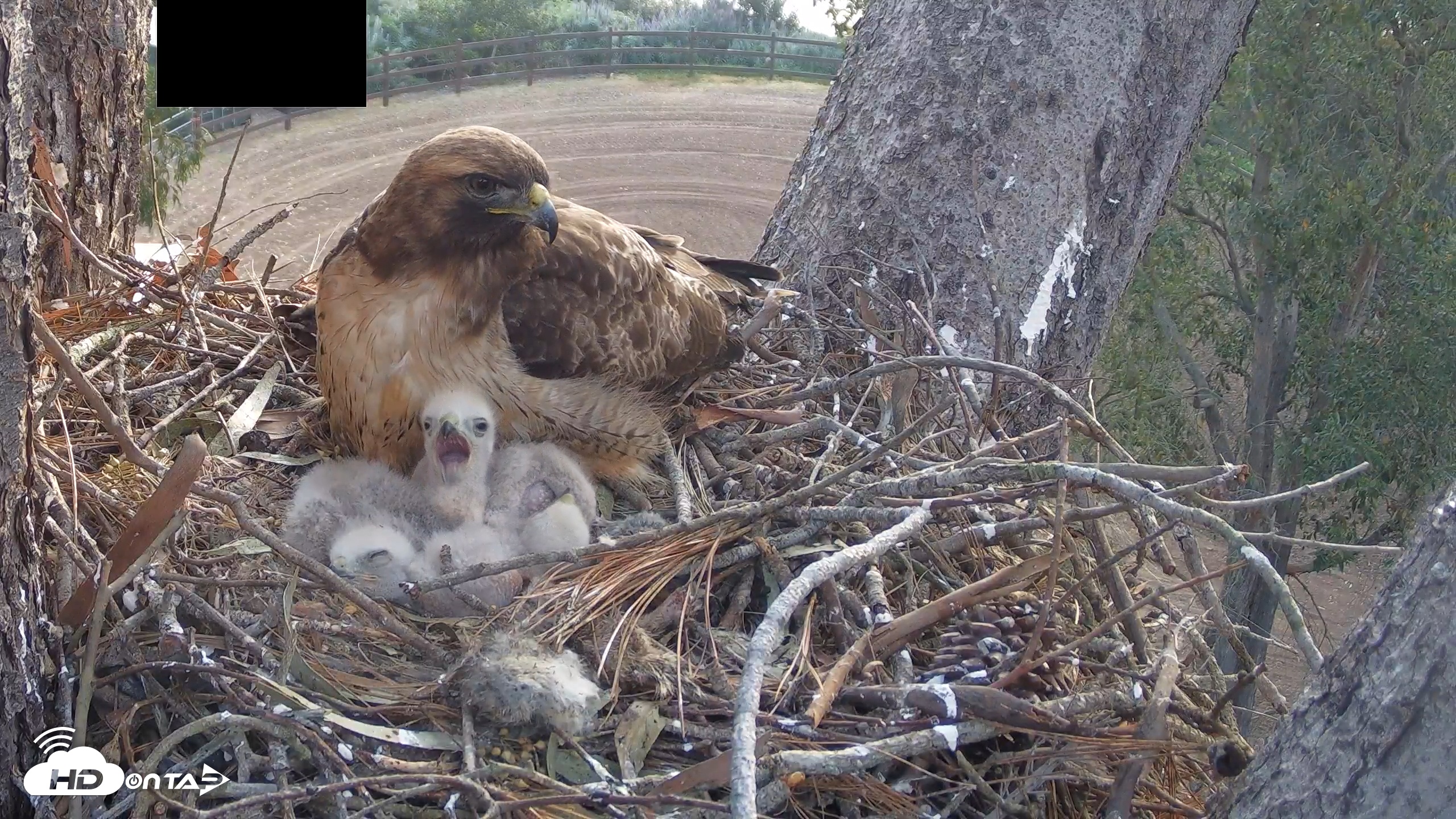 Snapshot of Red-Tailed Hawk Live Webcam taken Apr 1, 2026, 7:11am PDT