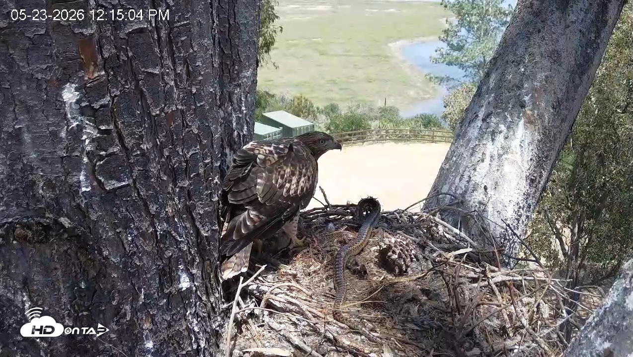 Snapshot of Red-Tailed Hawk Live Webcam taken May 23, 2026, 1:18pm PDT