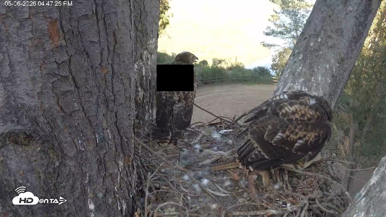 Snapshot of Red-Tailed Hawk Live Webcam taken May 6, 2026, 5:51pm PDT