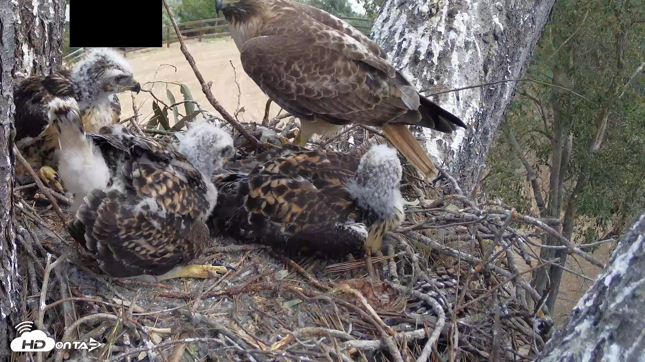 Snapshot of Red-Tailed Hawk Live Webcam taken Apr 25, 2026, 12:23pm PDT