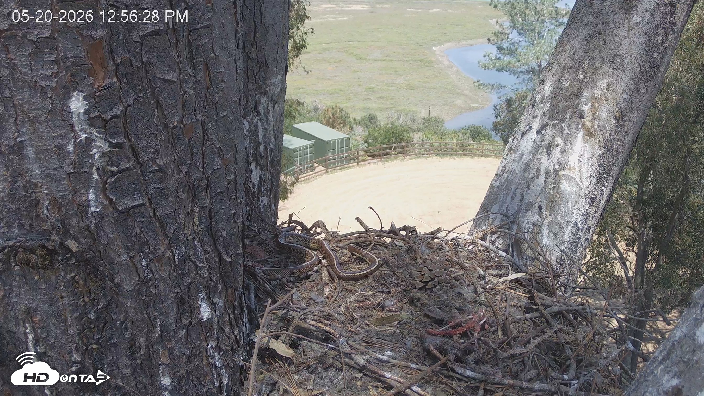 Snapshot of Red-Tailed Hawk Live Webcam taken May 20, 2026, 1:57pm PDT