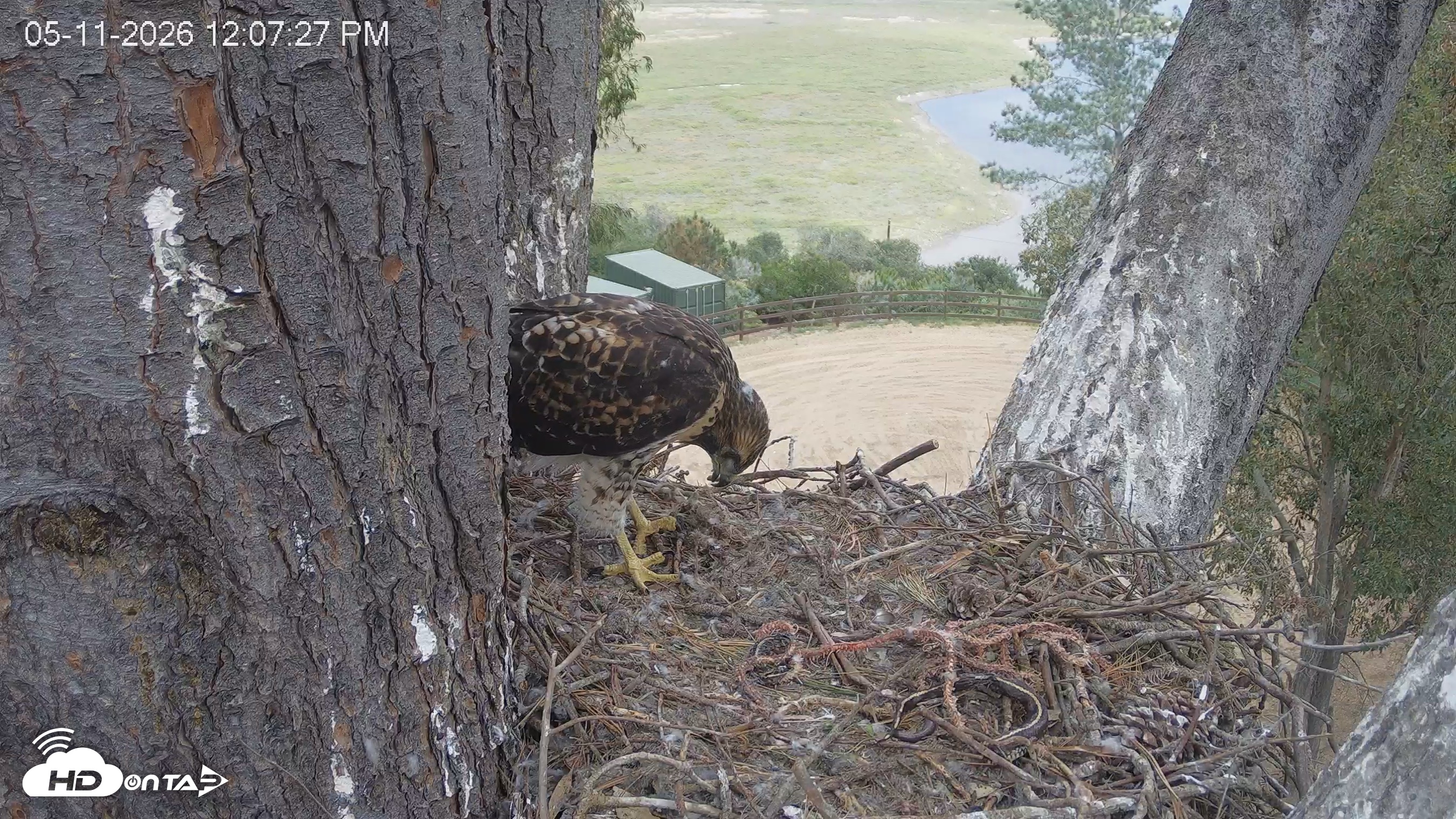 Snapshot of Red-Tailed Hawk Live Webcam taken May 11, 2026, 1:11pm PDT