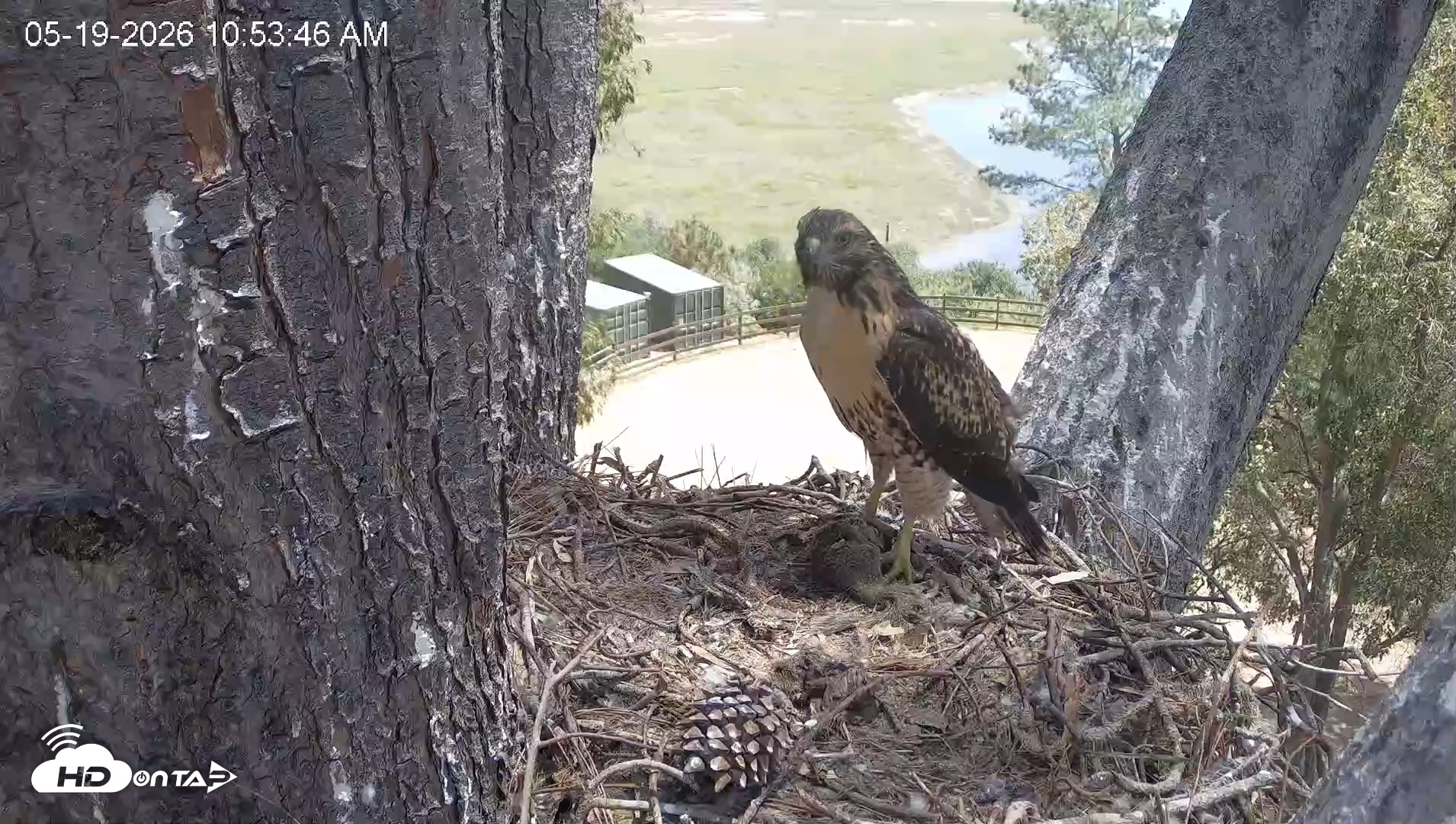 Snapshot of Red-Tailed Hawk Live Webcam taken May 19, 2026, 11:57am PDT