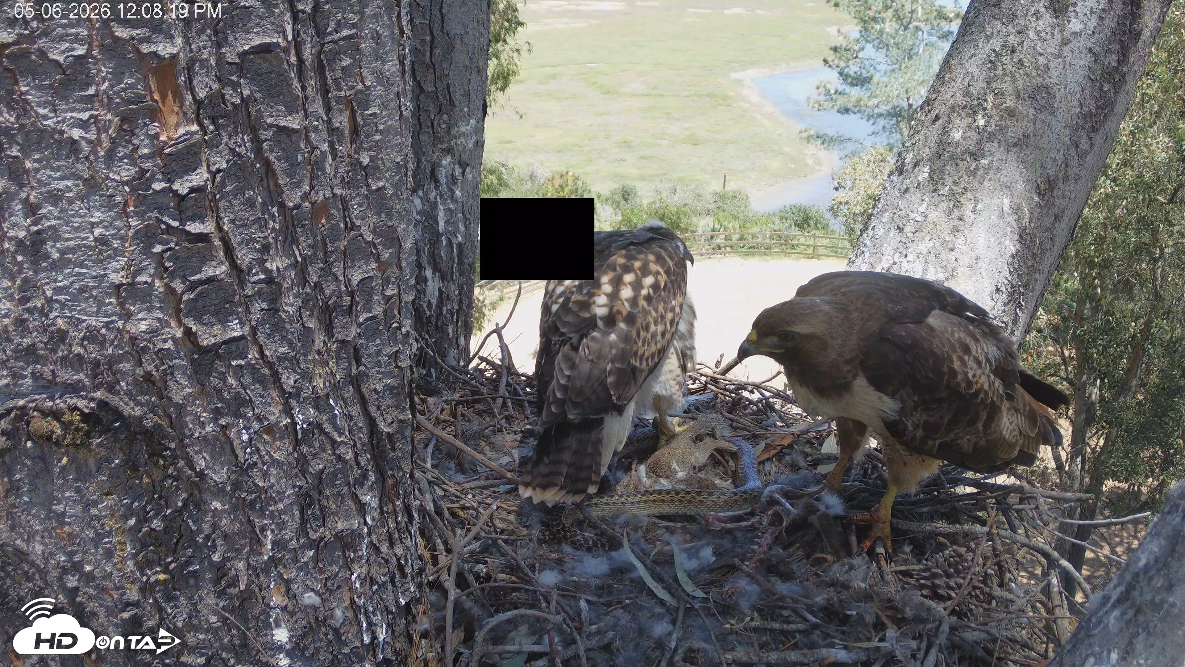 Snapshot of Red-Tailed Hawk Live Webcam taken May 6, 2026, 1:09pm PDT