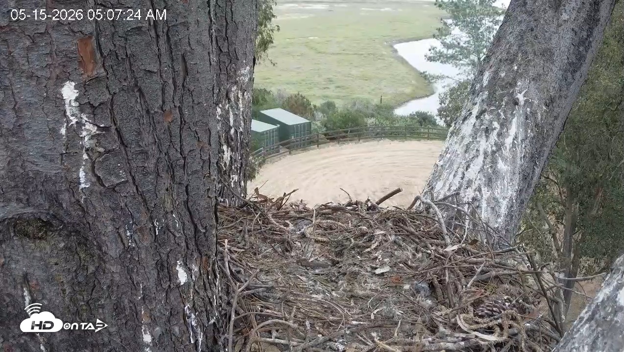 Snapshot of Red-Tailed Hawk Live Webcam taken May 15, 2026, 6:11am PDT