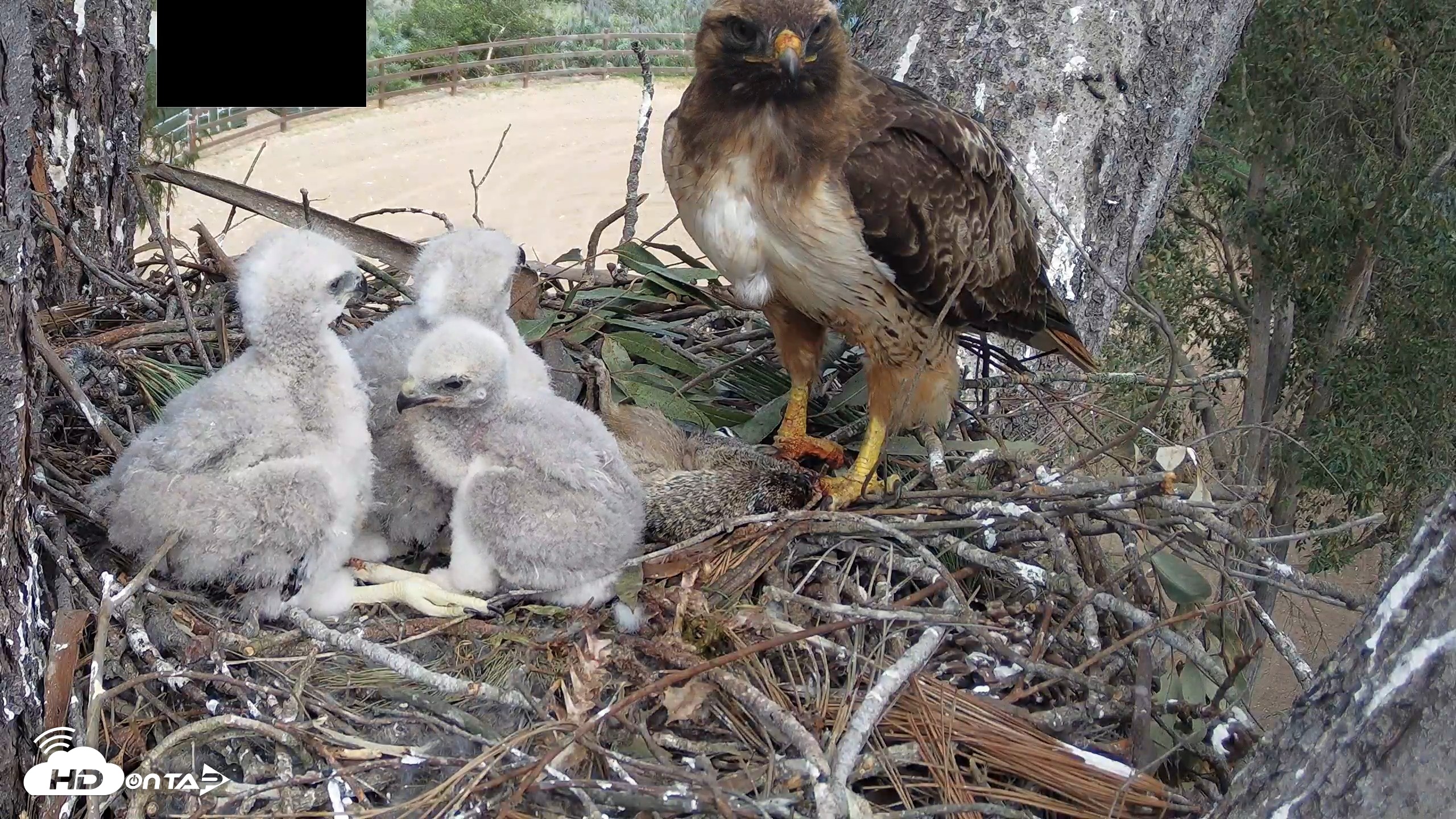 Snapshot of Red-Tailed Hawk Live Webcam taken Apr 10, 2026, 2:31pm PDT