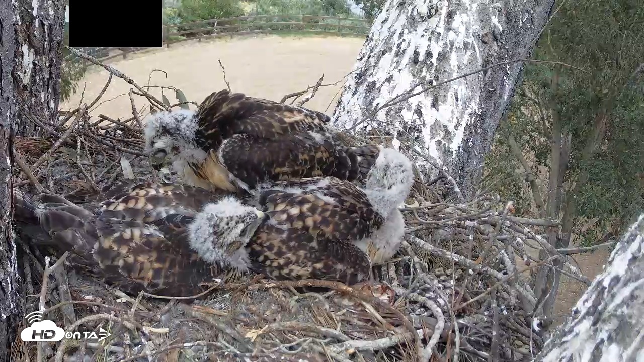 Snapshot of Red-Tailed Hawk Live Webcam taken Apr 25, 2026, 3:10pm PDT