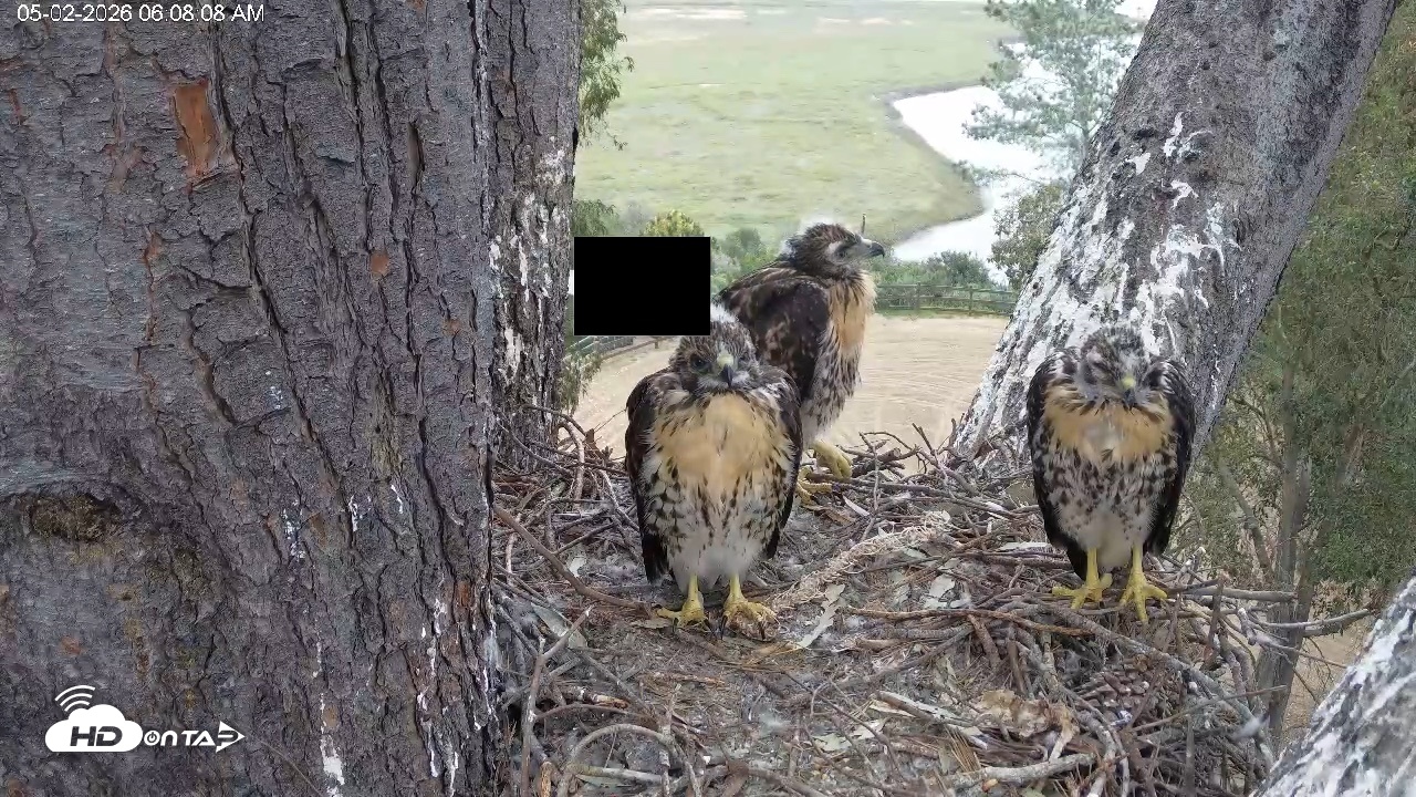 Snapshot of Red-Tailed Hawk Live Webcam taken May 2, 2026, 7:11am PDT