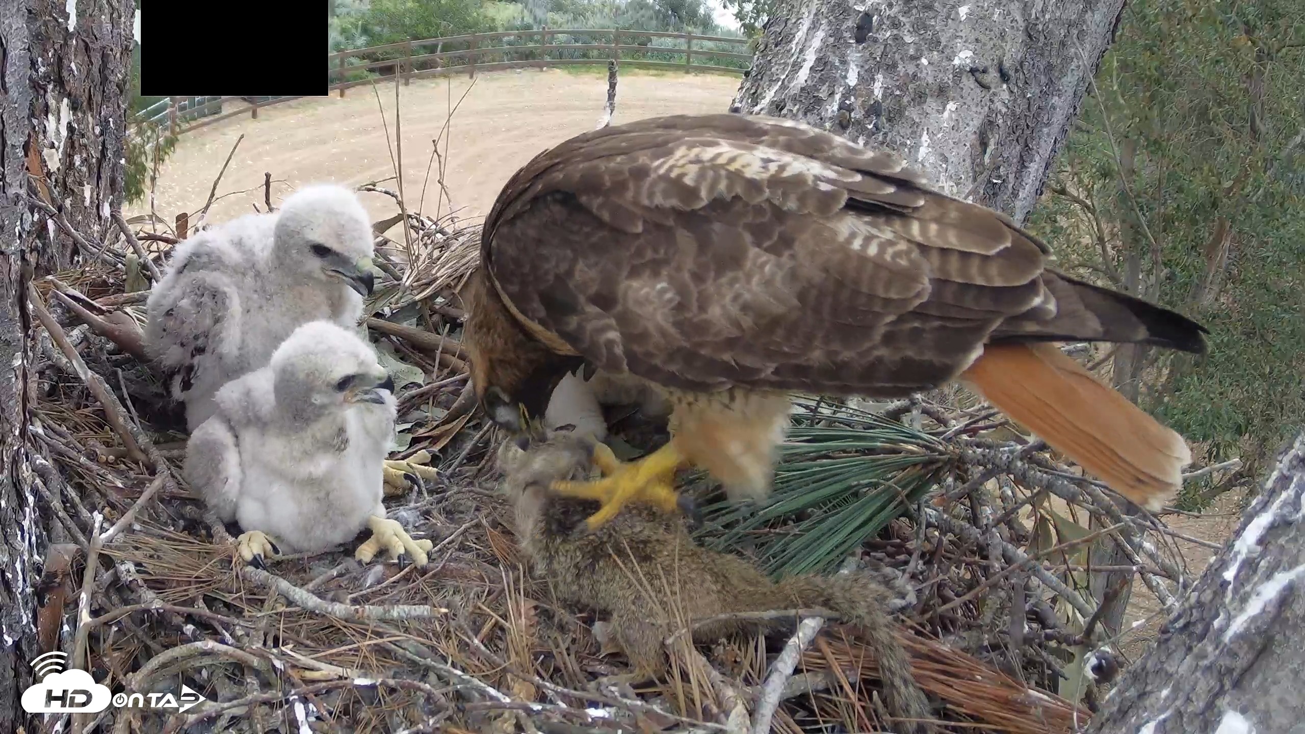 Snapshot of Red-Tailed Hawk Live Webcam taken Apr 12, 2026, 3:11pm PDT
