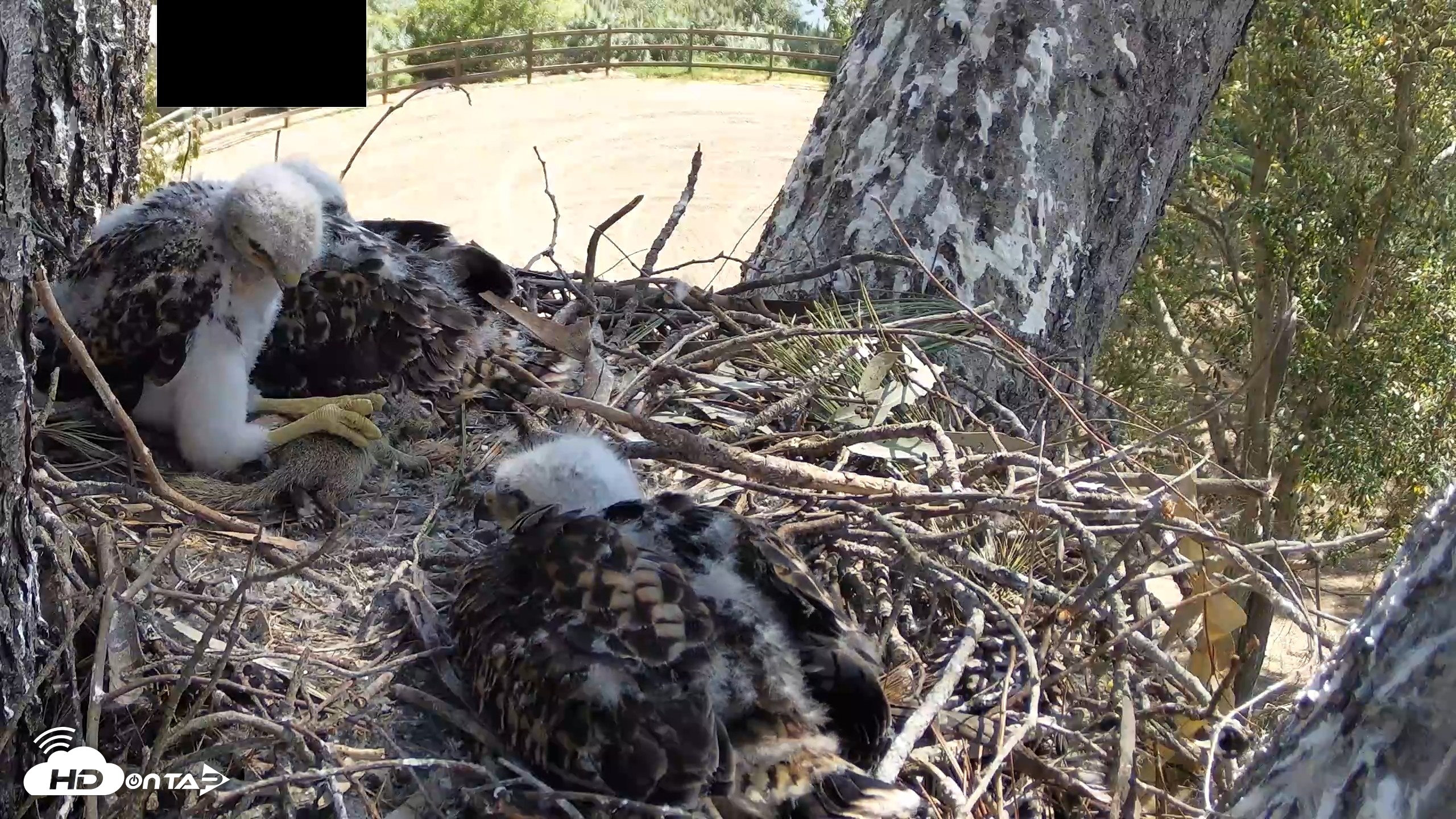 Snapshot of Red-Tailed Hawk Live Webcam taken Apr 21, 2026, 10:34am PDT