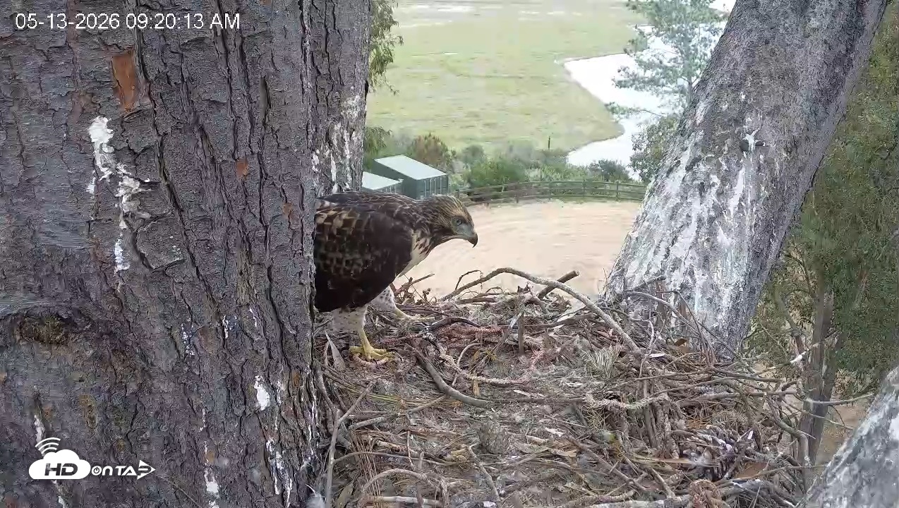 Snapshot of Red-Tailed Hawk Live Webcam taken May 13, 2026, 10:20am PDT