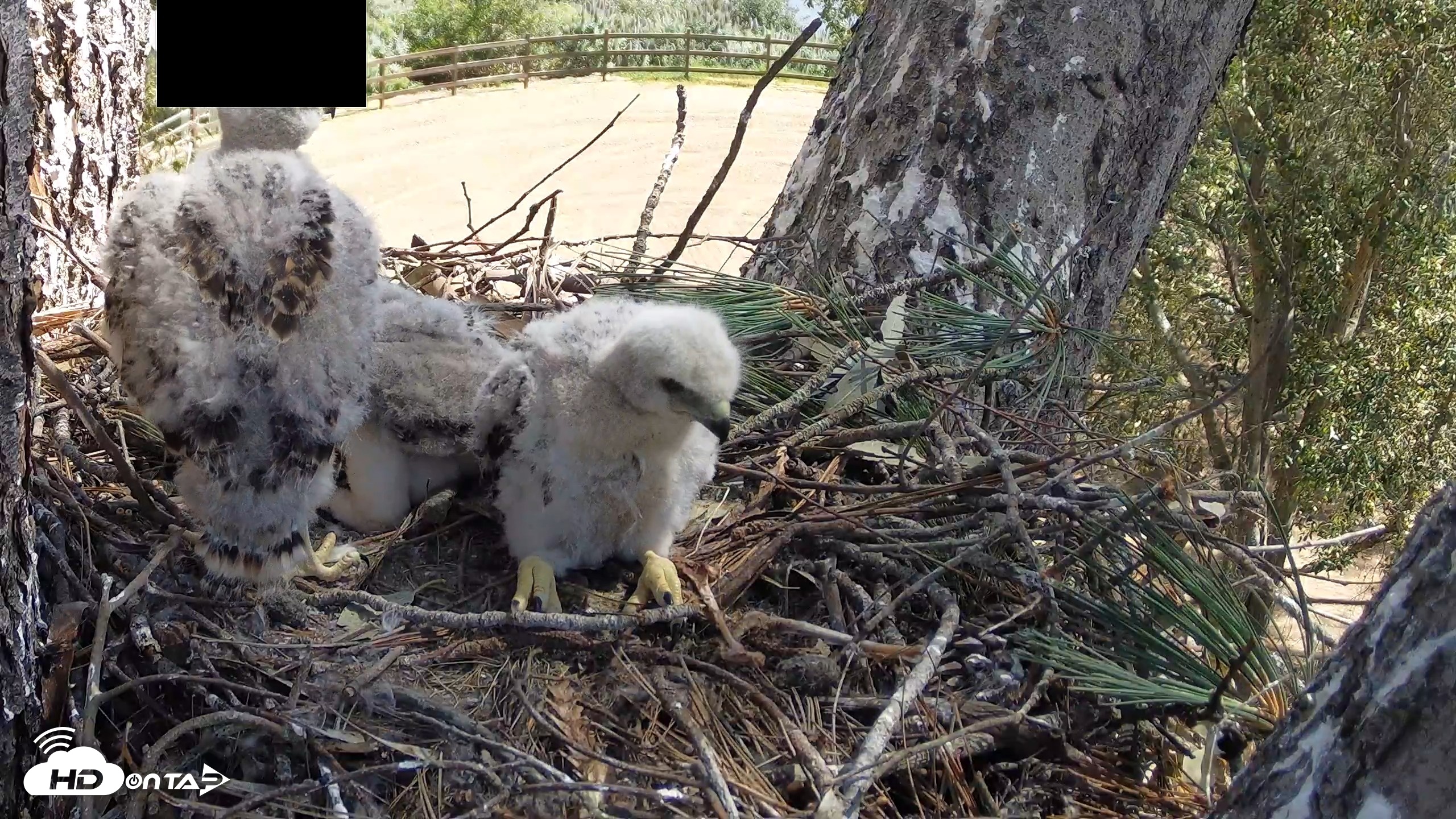 Snapshot of Red-Tailed Hawk Live Webcam taken Apr 14, 2026, 11:13am PDT