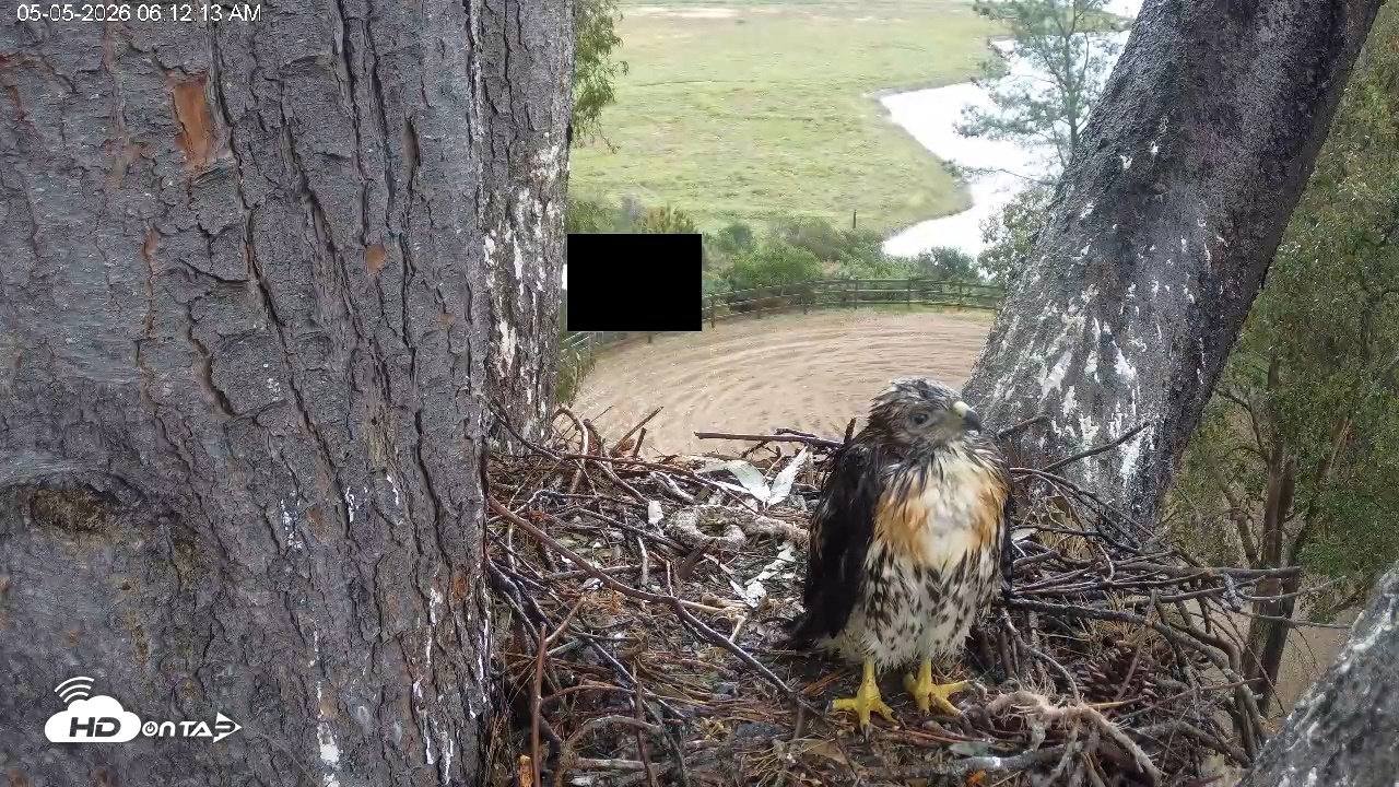 Snapshot of Red-Tailed Hawk Live Webcam taken May 5, 2026, 7:15am PDT