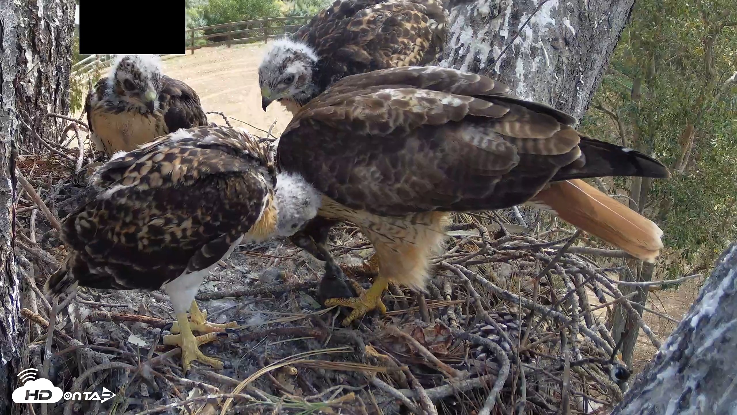Snapshot of Red-Tailed Hawk Live Webcam taken Apr 26, 2026, 10:26am PDT