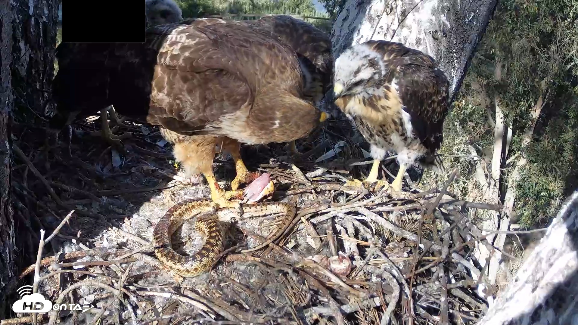 Snapshot of Red-Tailed Hawk Live Webcam taken Apr 26, 2026, 4:52pm PDT