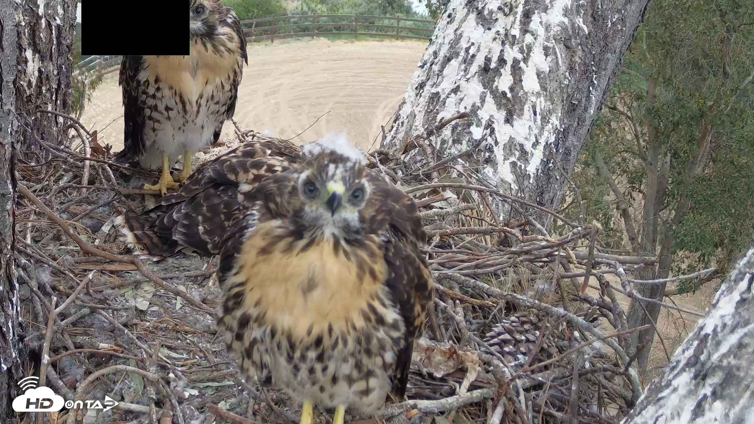Snapshot of Red-Tailed Hawk Live Webcam taken May 1, 2026, 7:05am PDT