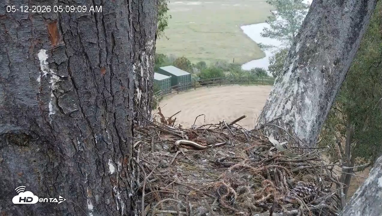 Snapshot of Red-Tailed Hawk Live Webcam taken May 12, 2026, 6:10am PDT