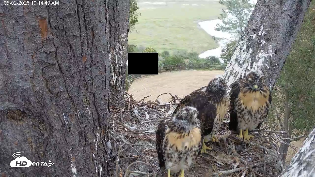 Snapshot of Red-Tailed Hawk Live Webcam taken May 2, 2026, 11:18am PDT