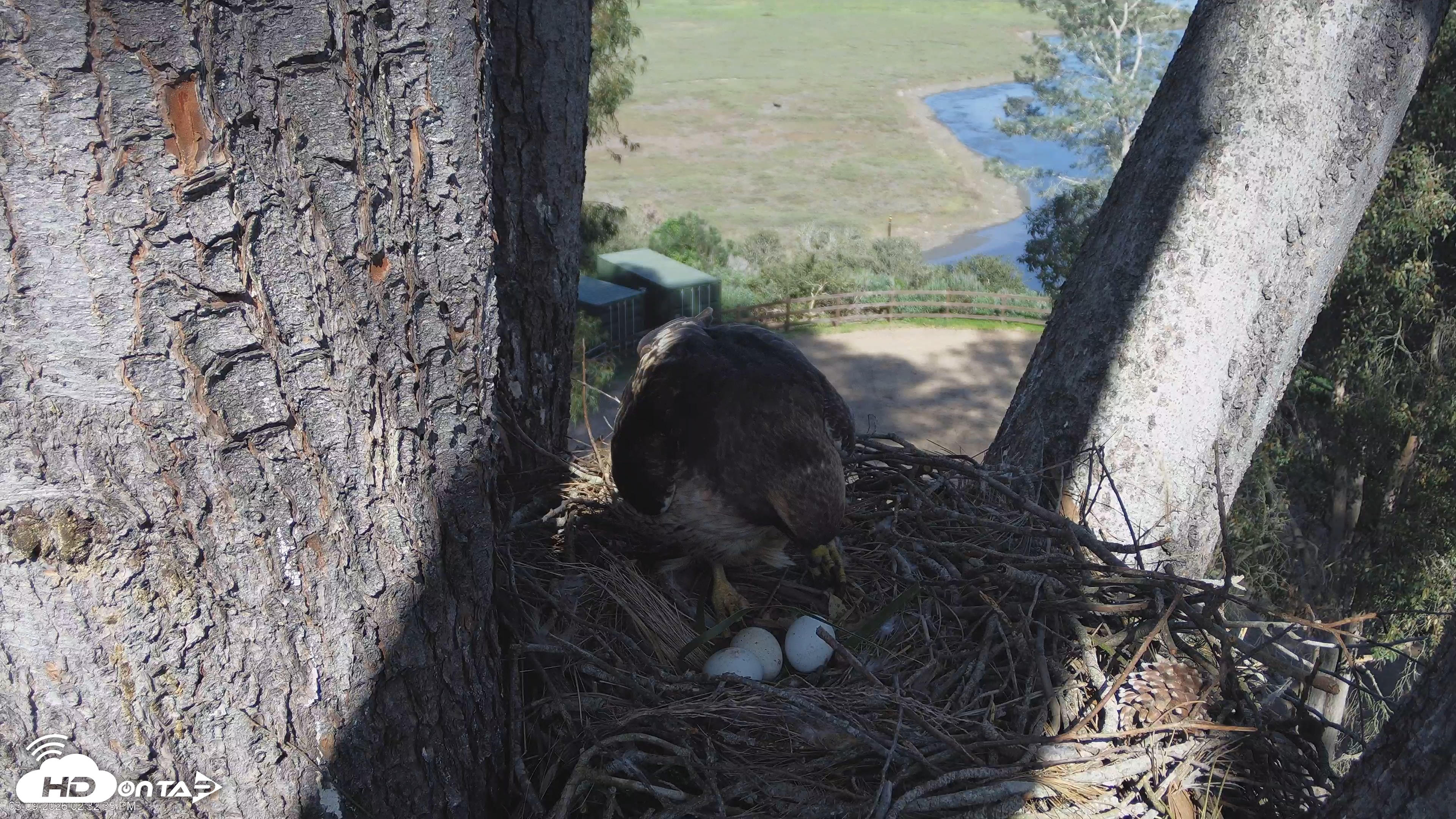 Snapshot of Red-Tailed Hawk Live Webcam taken Mar 9, 2026, 3:35pm PDT