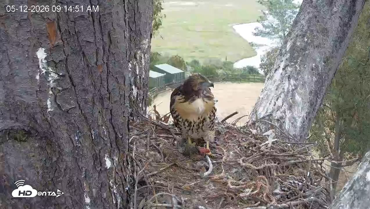Snapshot of Red-Tailed Hawk Live Webcam taken May 12, 2026, 10:17am PDT