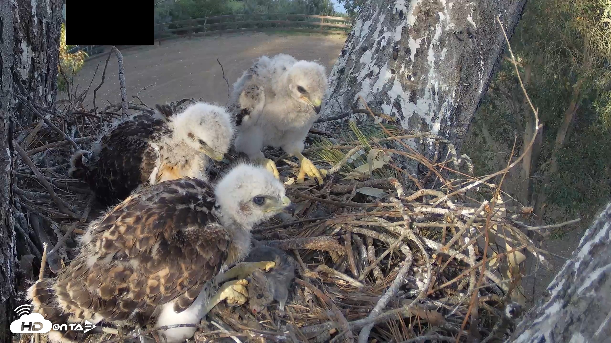 Snapshot of Red-Tailed Hawk Live Webcam taken Apr 19, 2026, 5:39pm PDT